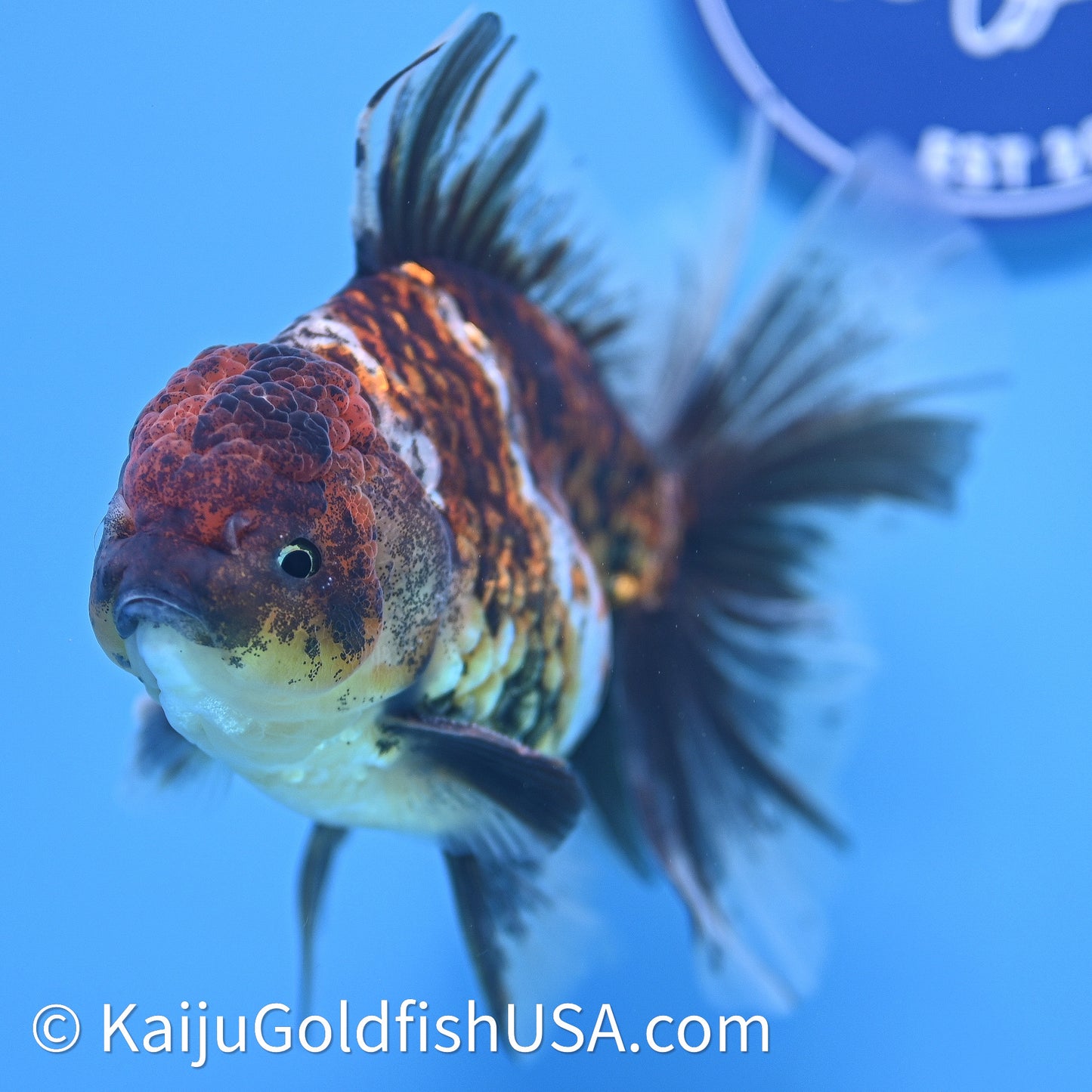Kirin Rose Tail Oranda 4in Body (240628_OR08) - Kaiju Goldfish USA