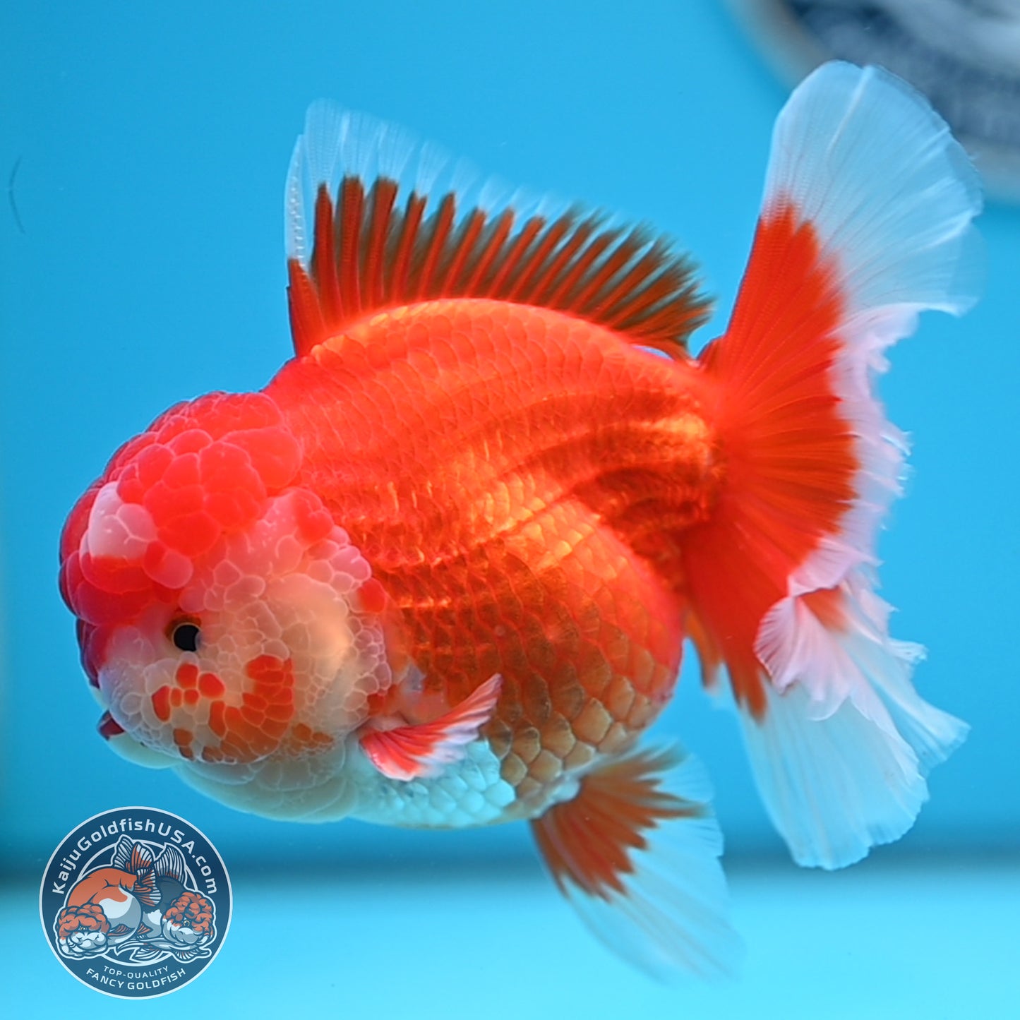 Red White Rose Tail Oranda 3.5 inches Body (250523_OR08)
