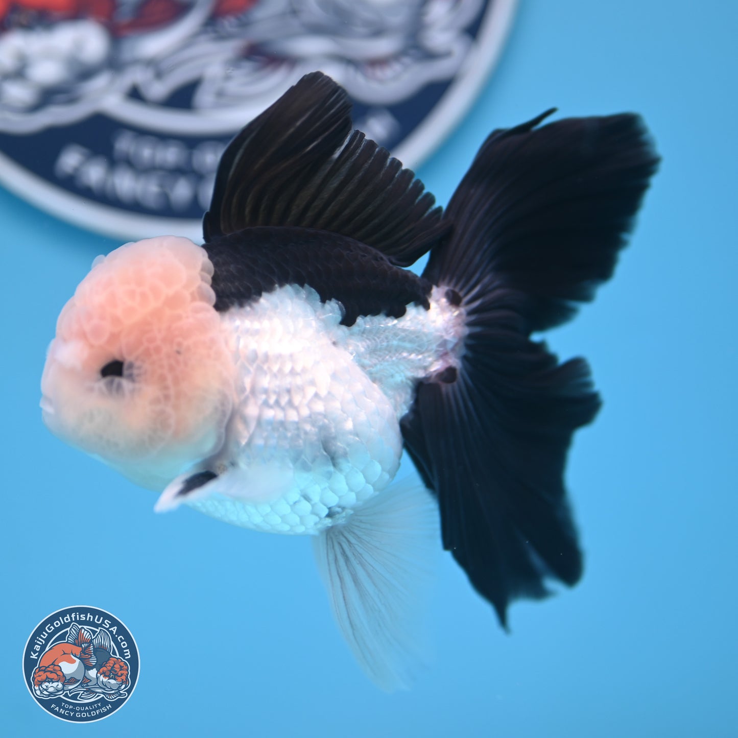 Panda Butterfly Tail Oranda 5.5 inches (241018_OR08) - Kaiju Goldfish USA