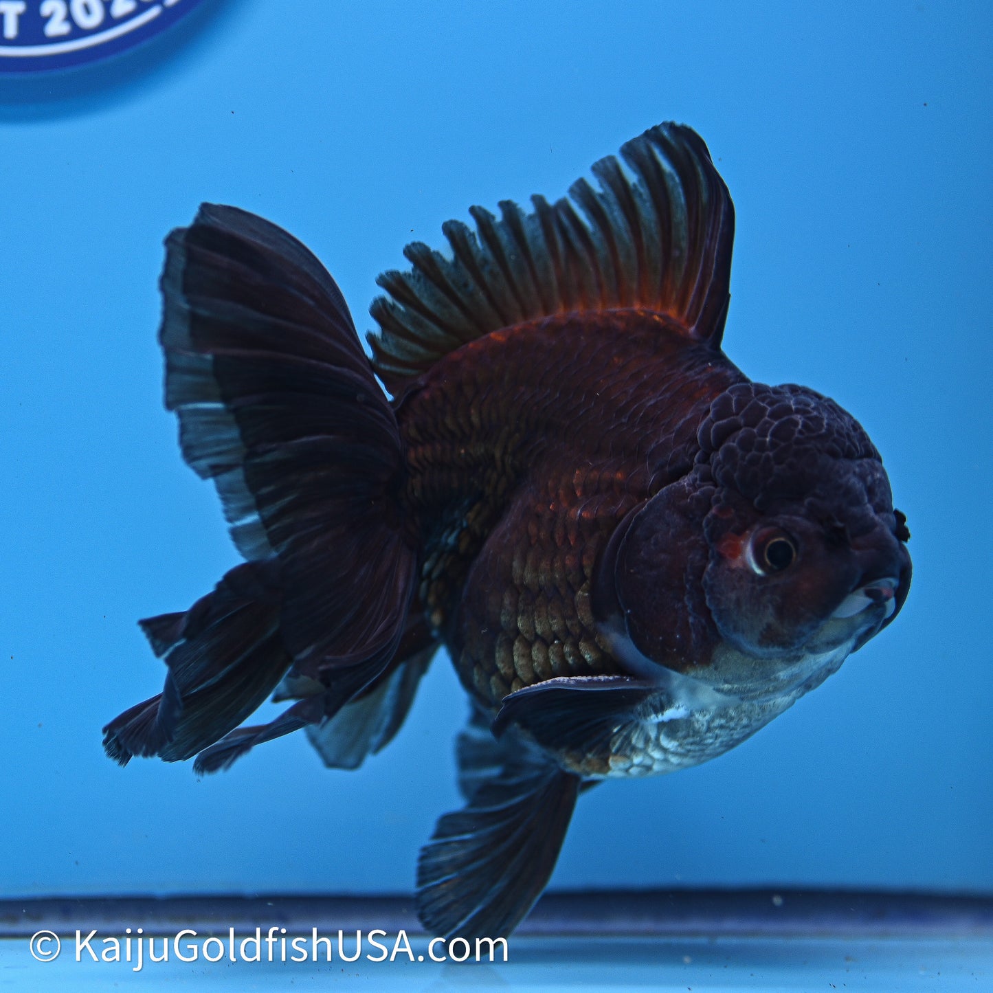 Black Rose Tail Oranda 4.5in Body (240621_OR08) - Kaiju Goldfish USA