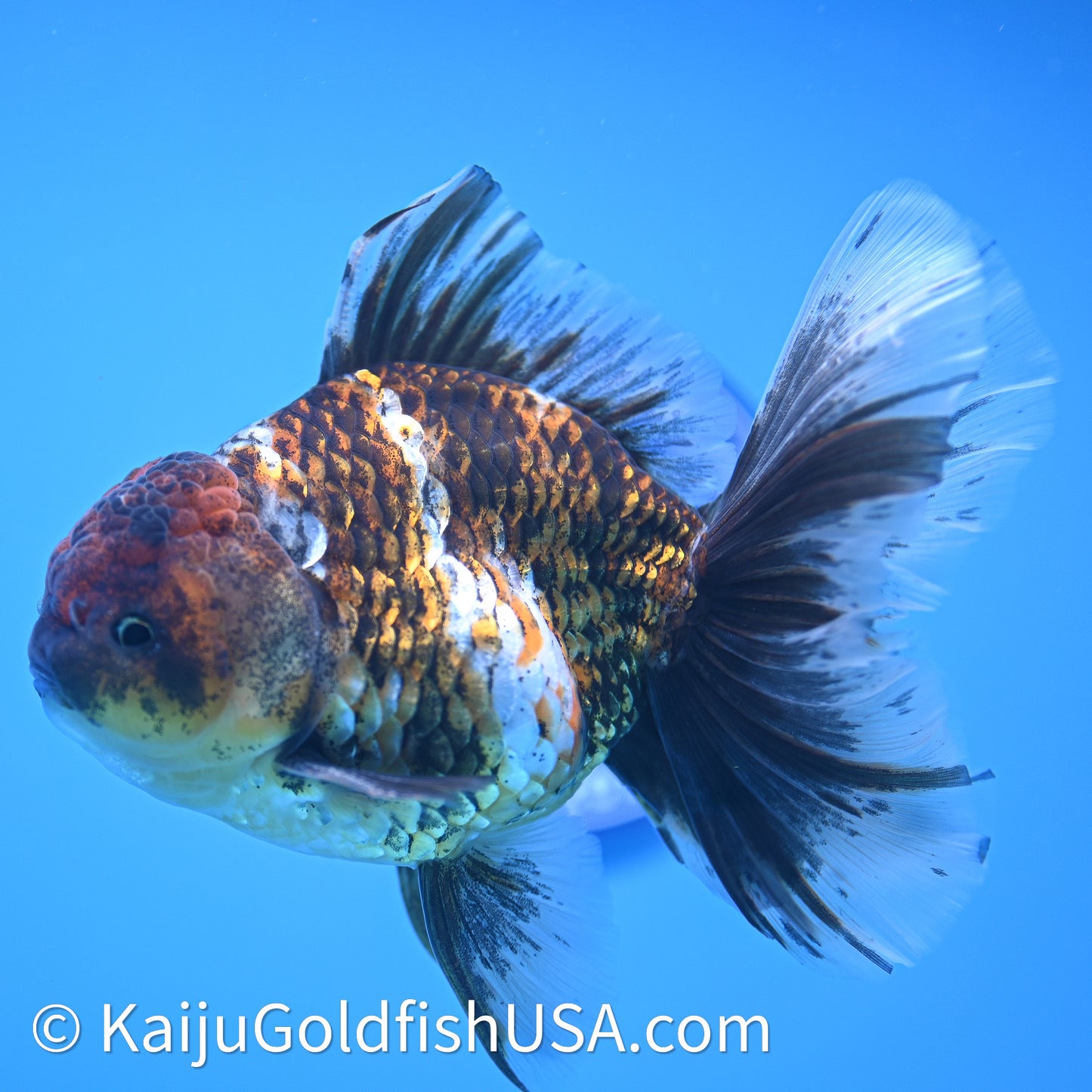 Kirin Rose Tail Oranda 4in Body (240628_OR08) - Kaiju Goldfish USA