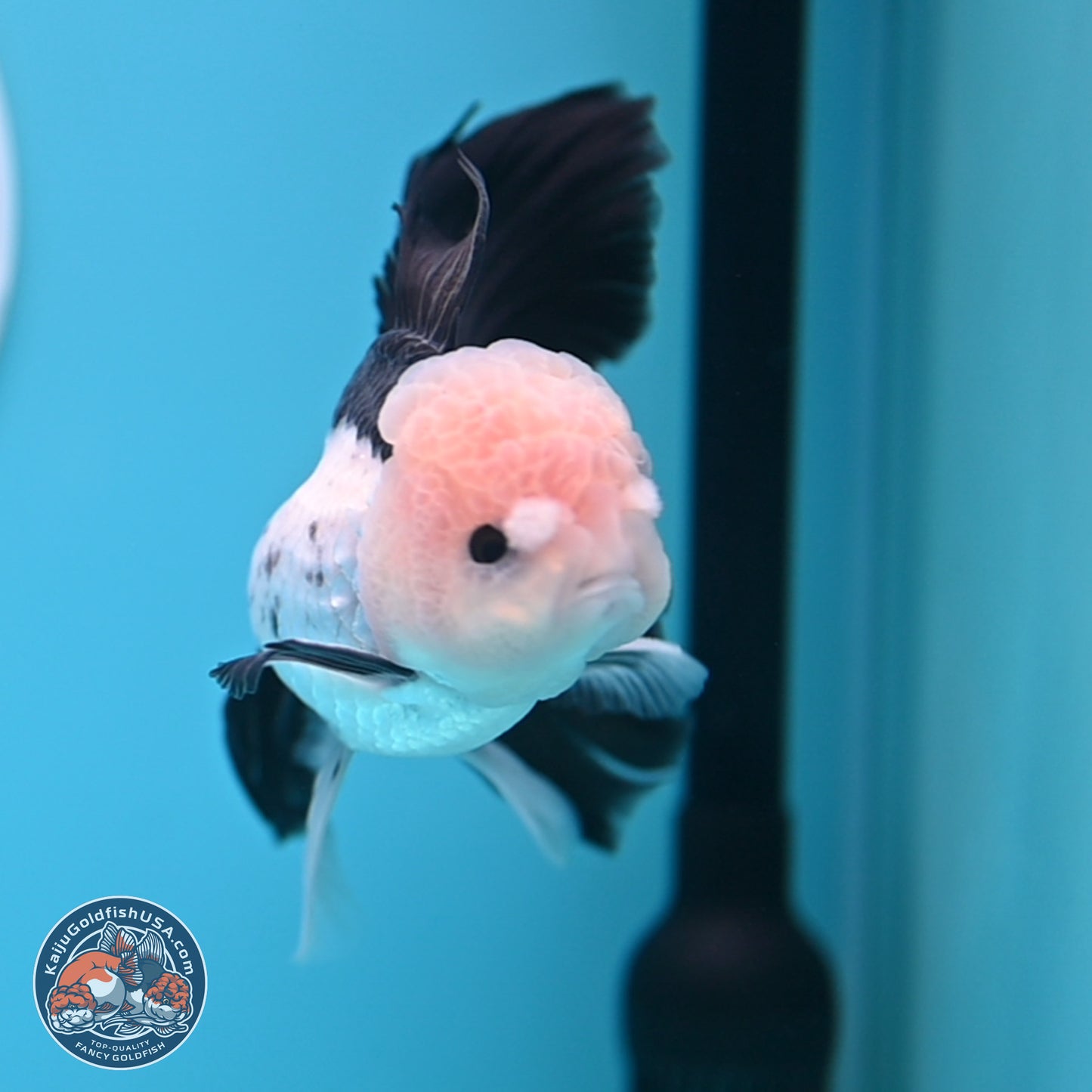 Panda Butterfly Tail Oranda 5.5 inches (241018_OR08) - Kaiju Goldfish USA