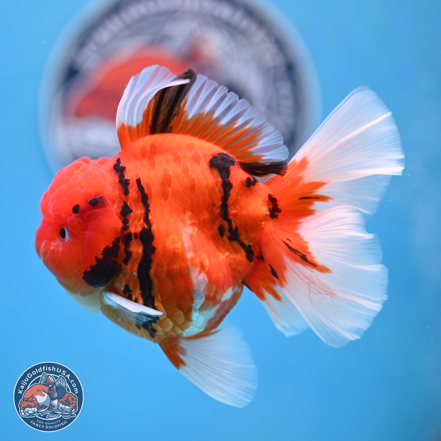 Tiger Rose Tail Oranda 3.5 inches Body - Male (250307_OR08)