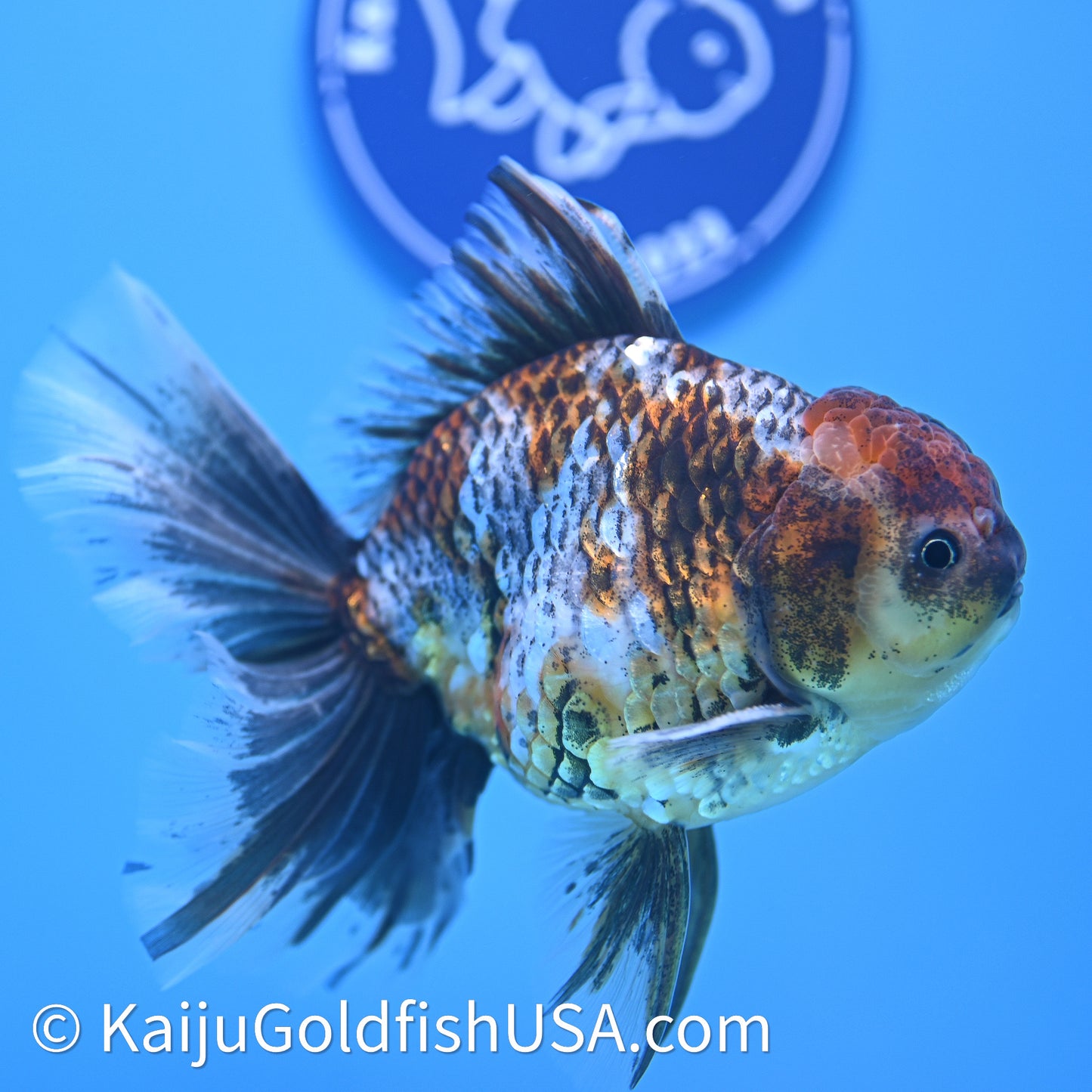 Kirin Rose Tail Oranda 4in Body (240628_OR08) - Kaiju Goldfish USA