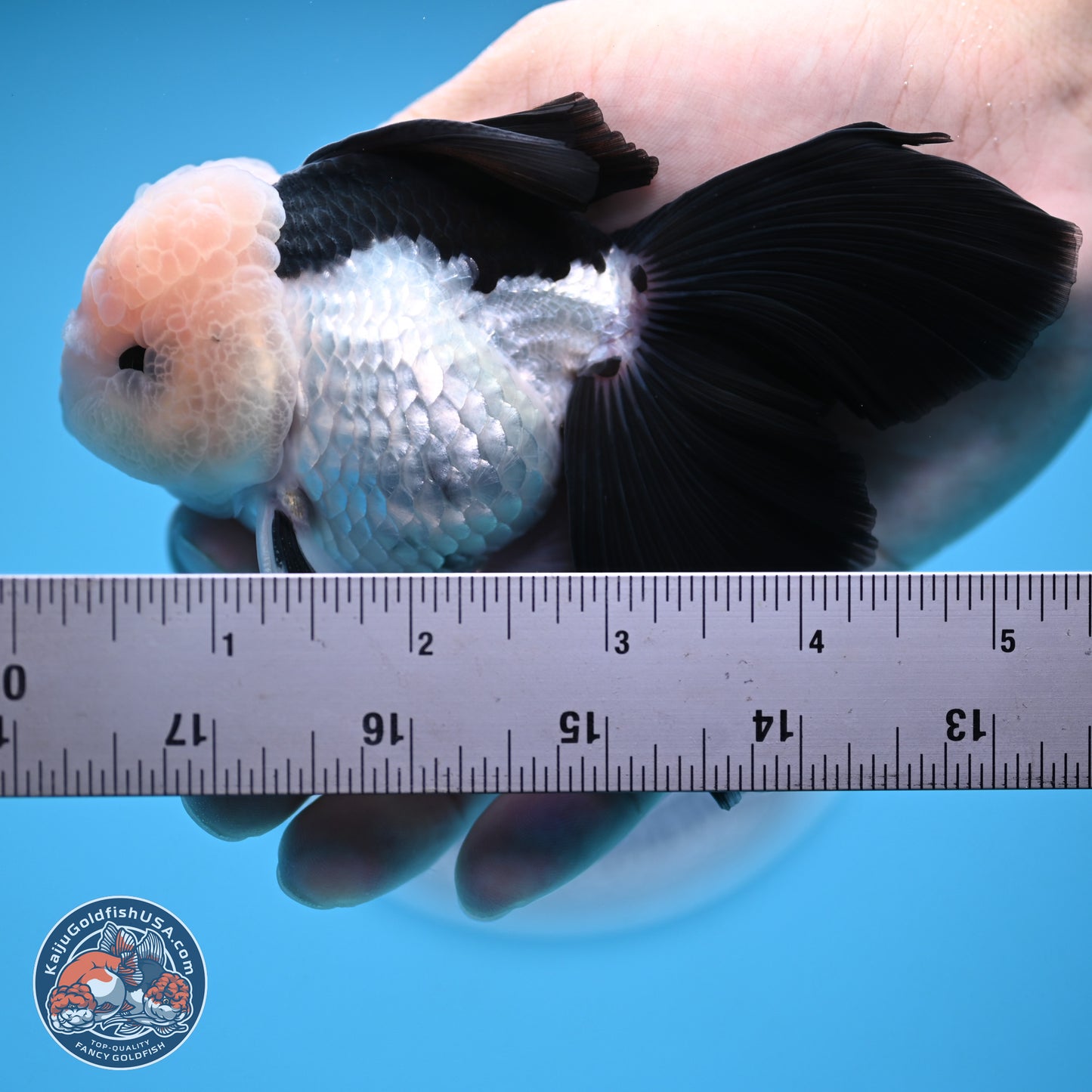 Panda Butterfly Tail Oranda 5.5 inches (241018_OR08) - Kaiju Goldfish USA