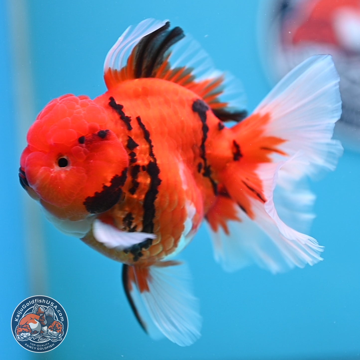 Tiger Rose Tail Oranda 3.5 inches Body - Male (250307_OR08)