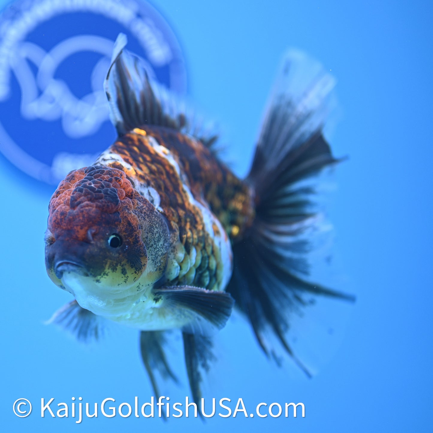 Kirin Rose Tail Oranda 4in Body (240628_OR08) - Kaiju Goldfish USA