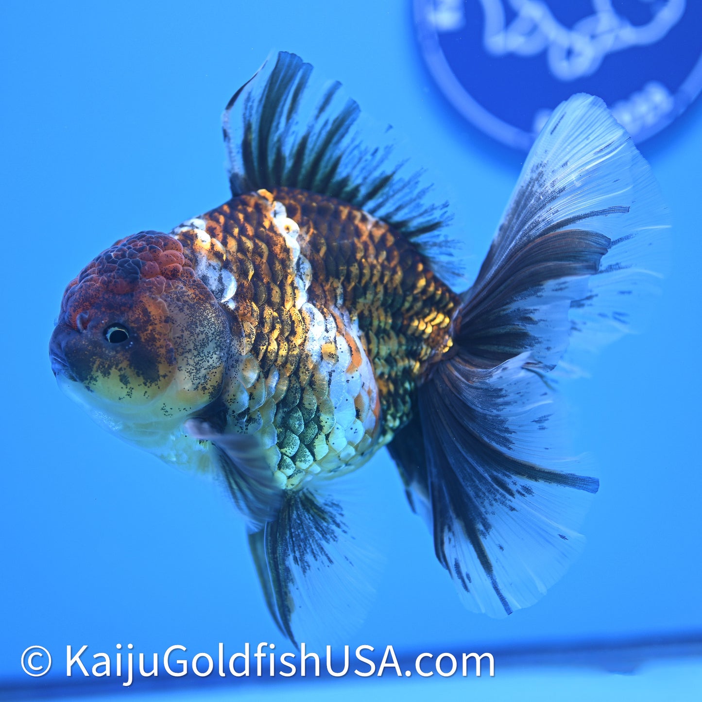 Kirin Rose Tail Oranda 4in Body (240628_OR08) - Kaiju Goldfish USA