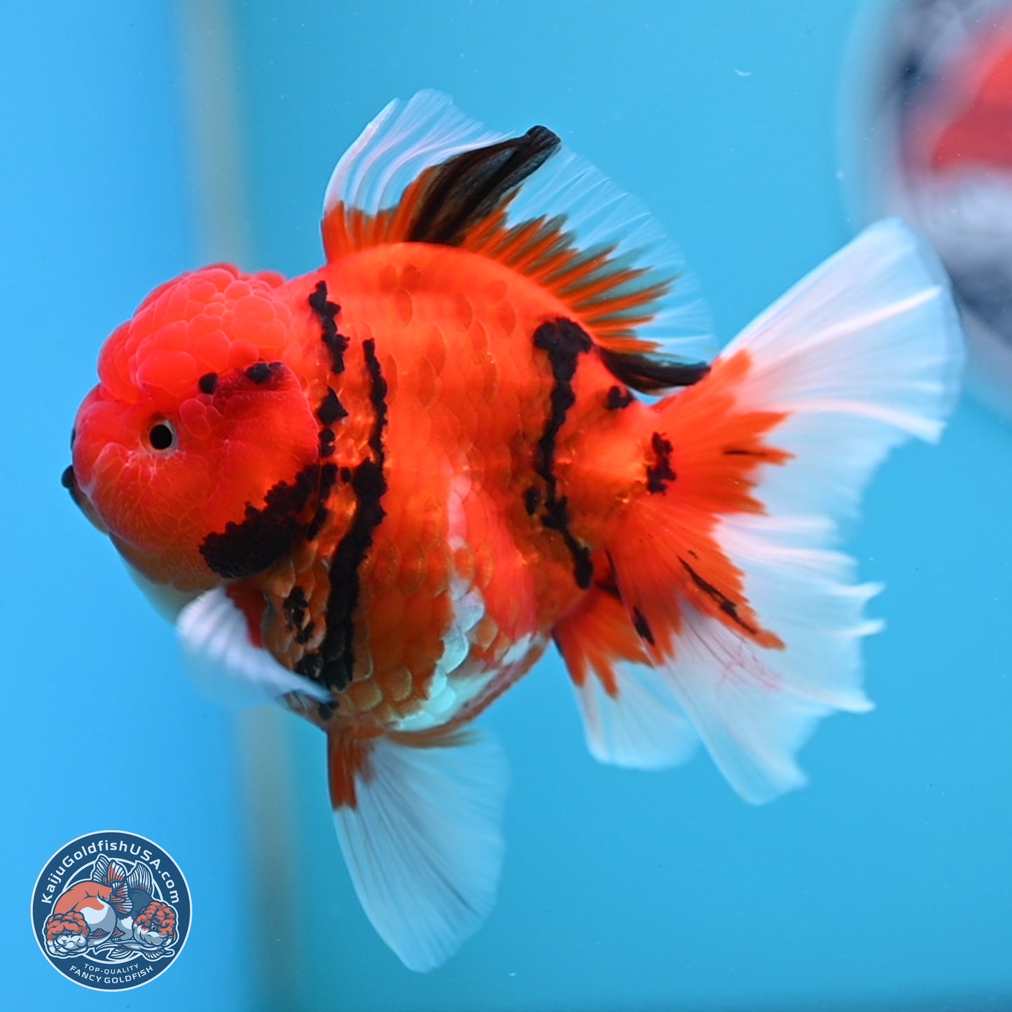 Tiger Rose Tail Oranda 3.5 inches Body - Male (250307_OR08)