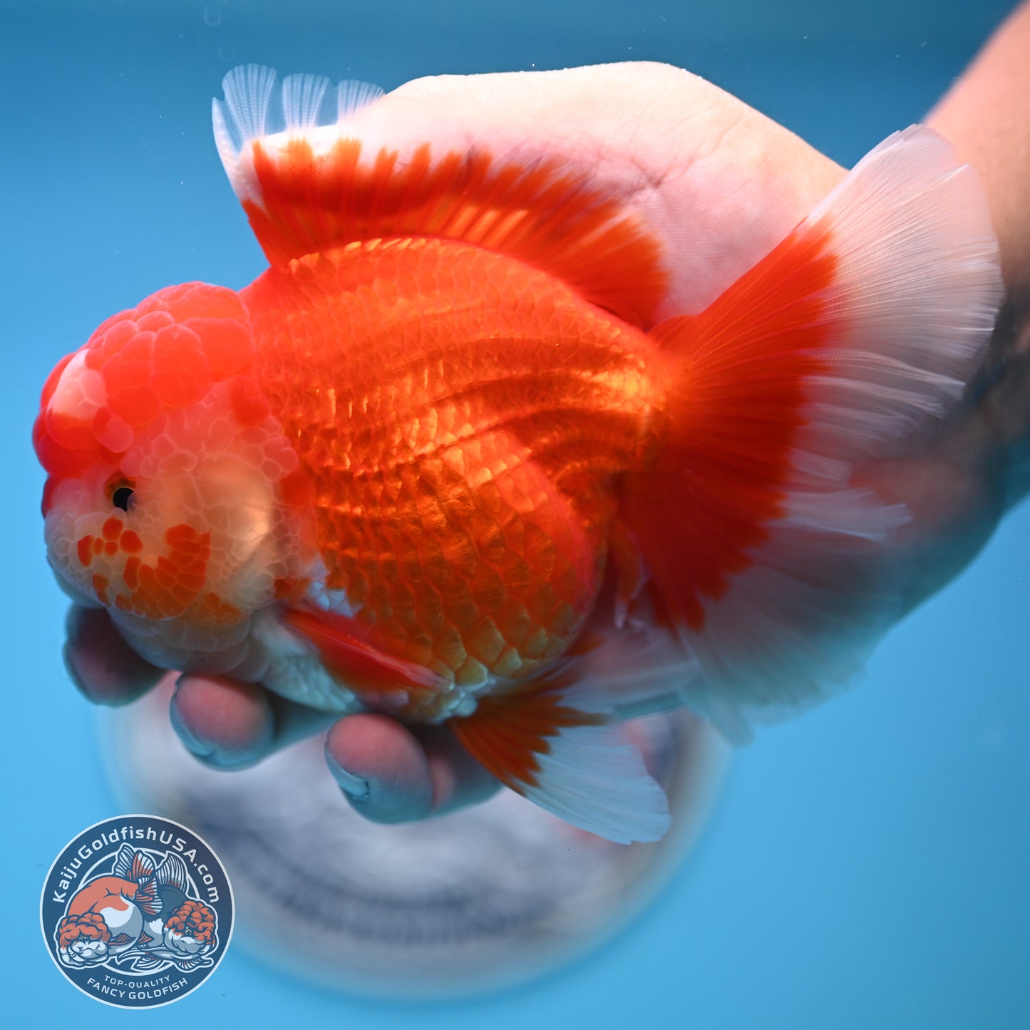 Red White Rose Tail Oranda 3.5 inches Body (250523_OR08)