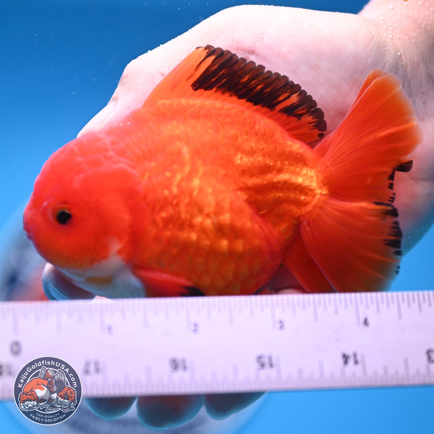 Apache YuanBao Oranda 3.5 inches Body - Male (250228_OR08)