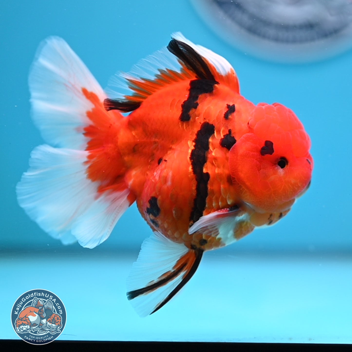 Tiger Rose Tail Oranda 3.5 inches Body - Male (250307_OR08)