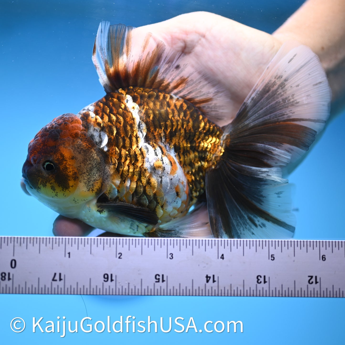 Kirin Rose Tail Oranda 4in Body (240628_OR08) - Kaiju Goldfish USA