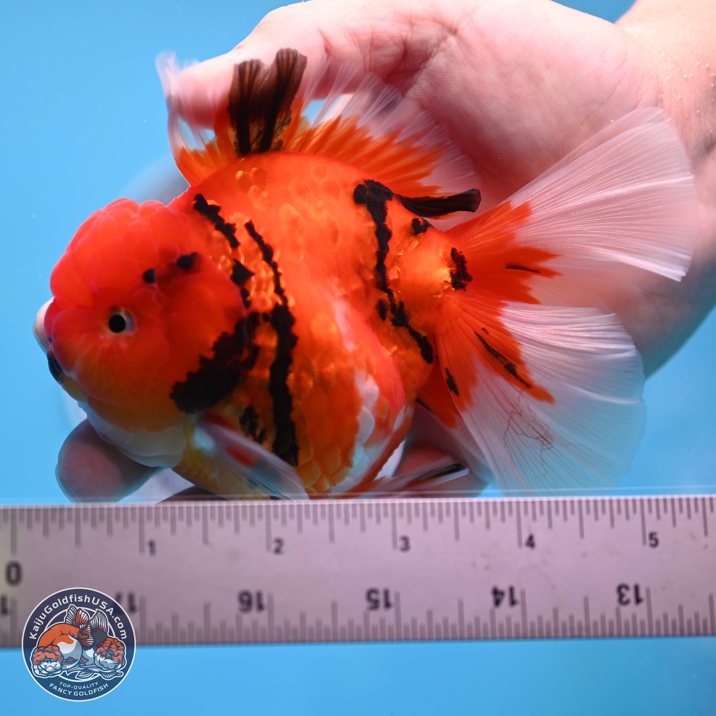 Tiger Rose Tail Oranda 3.5 inches Body - Male (250307_OR08)