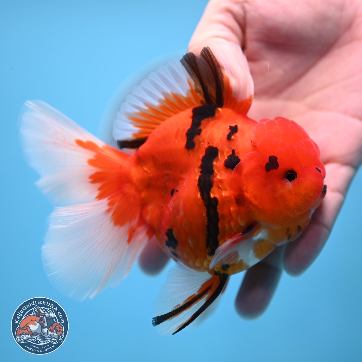 Tiger Rose Tail Oranda 3.5 inches Body - Male (250307_OR08)