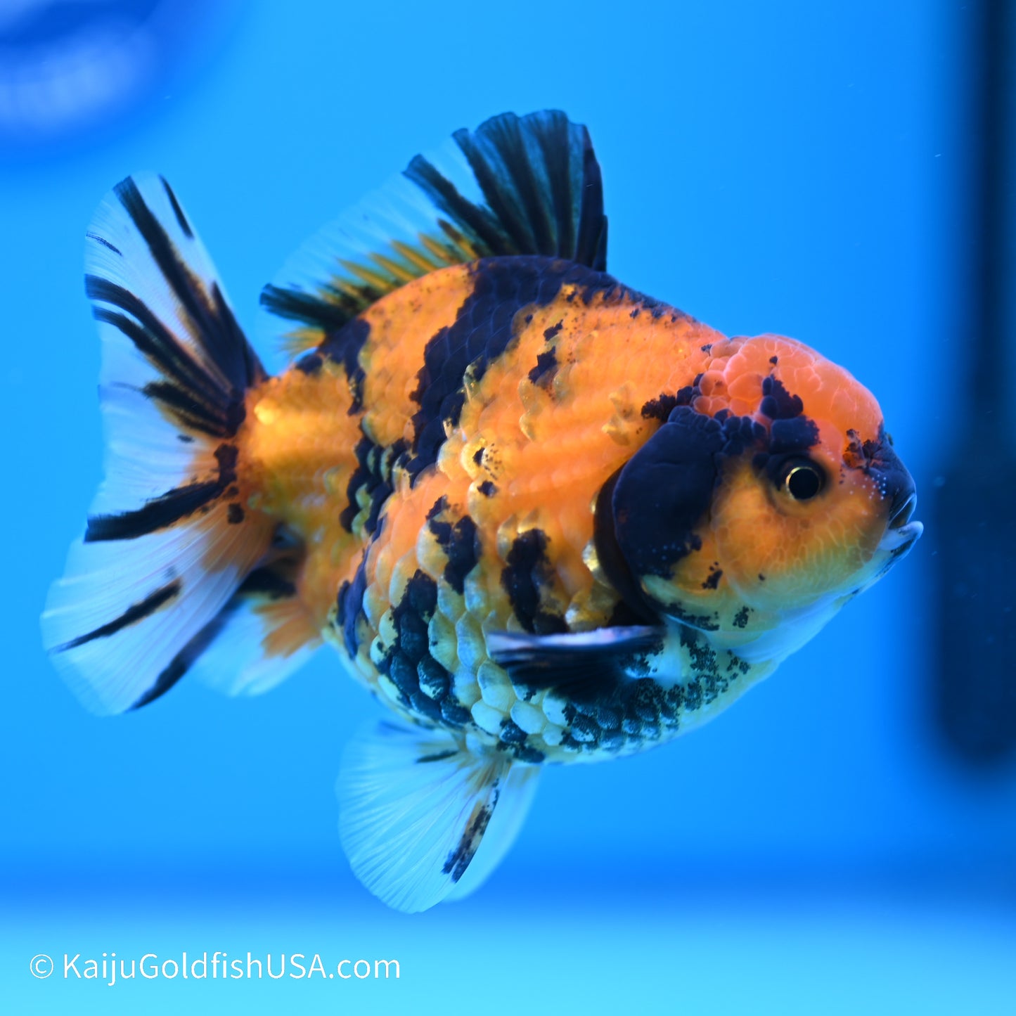 Yellow Tiger YuanBao Oranda 4 inches (240517_OR08) - Kaiju Goldfish USA