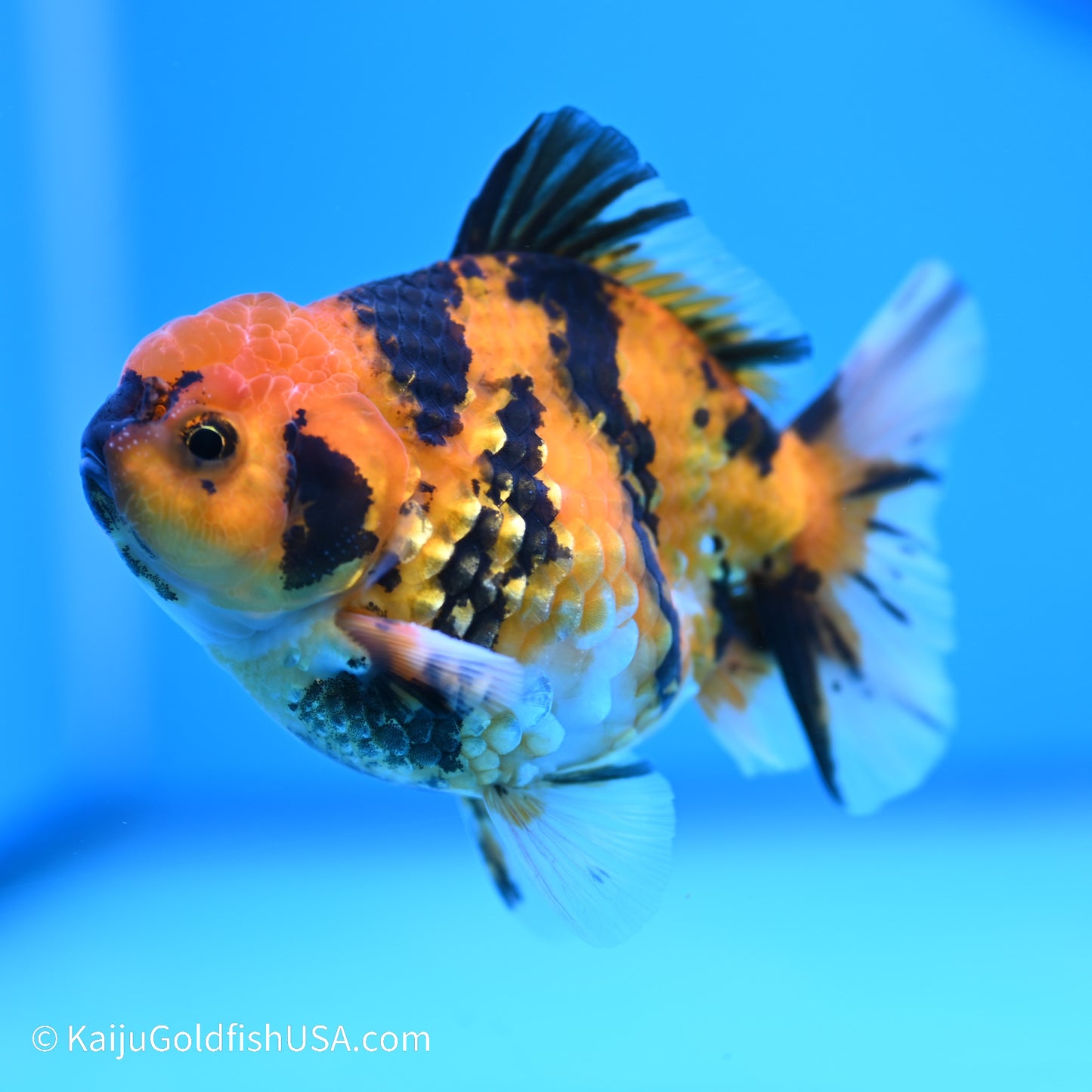 Yellow Tiger YuanBao Oranda 4 inches (240517_OR08) - Kaiju Goldfish USA