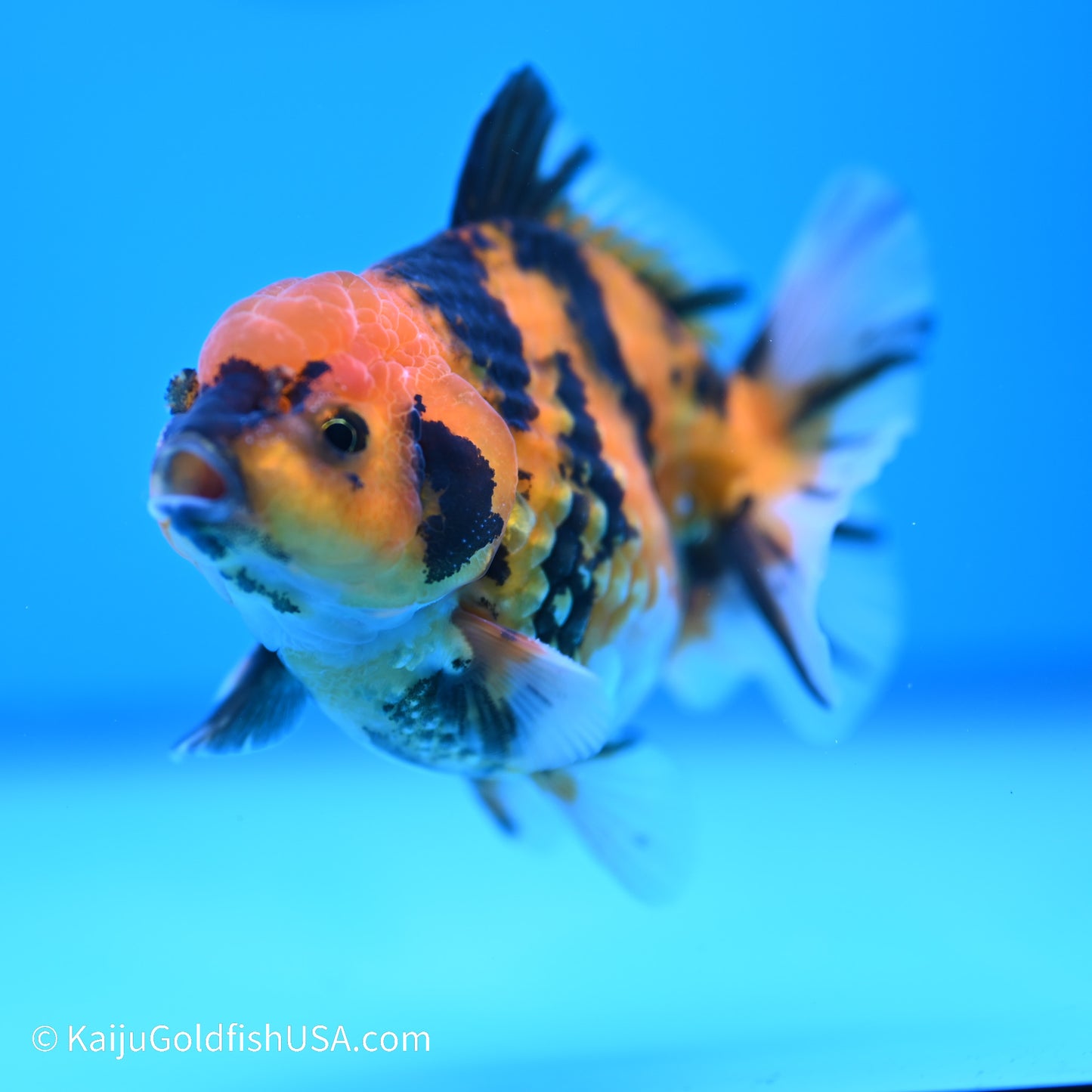 Yellow Tiger YuanBao Oranda 4 inches (240517_OR08) - Kaiju Goldfish USA