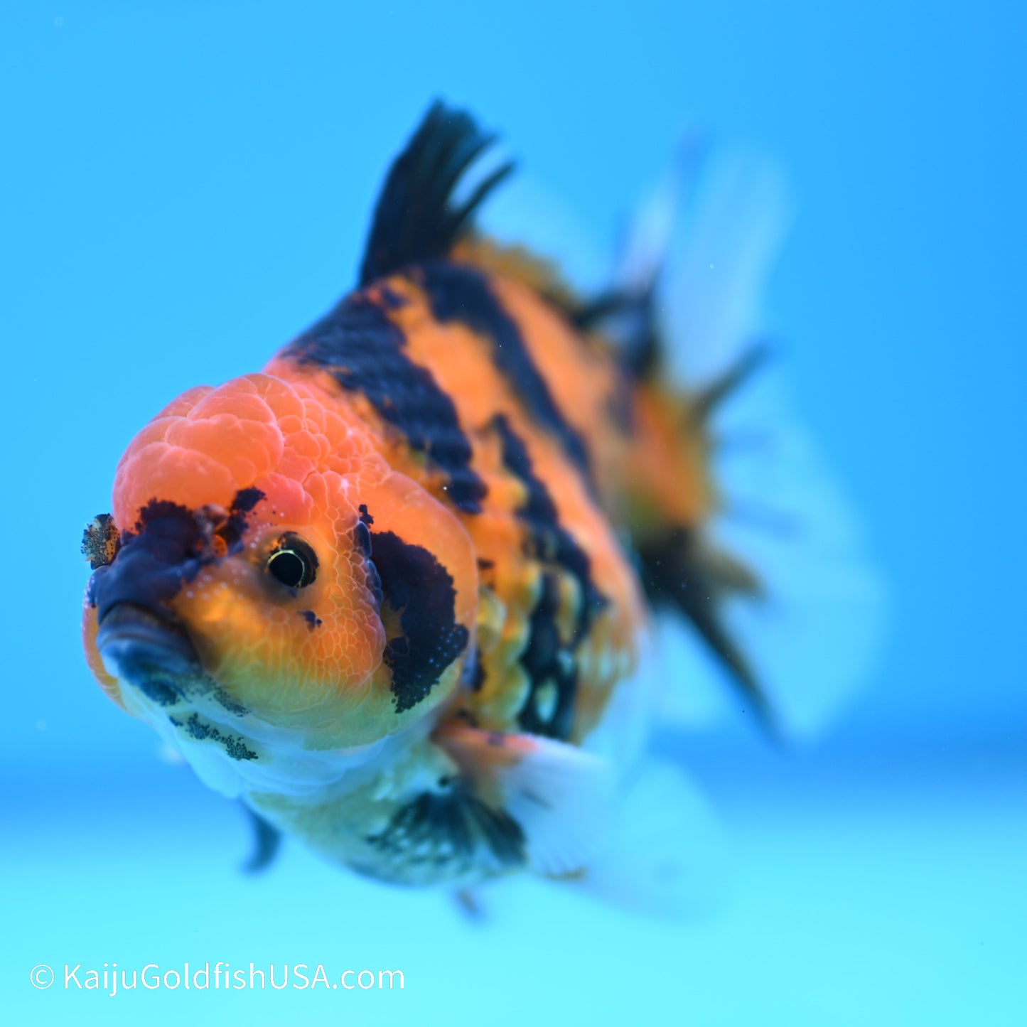 Yellow Tiger YuanBao Oranda 4 inches (240517_OR08) - Kaiju Goldfish USA