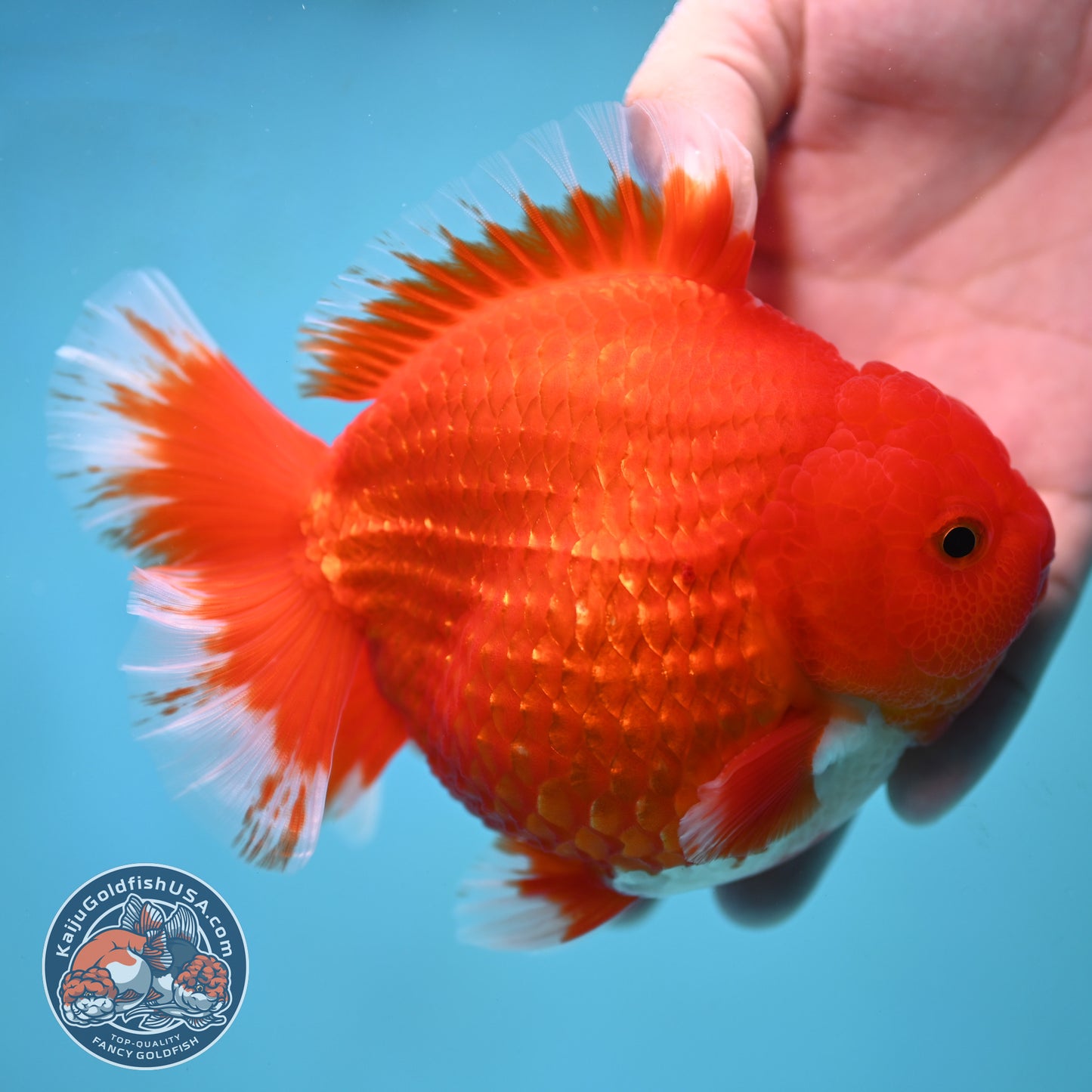 Red White Oranda inch 4.25 Body (250905_OR08)