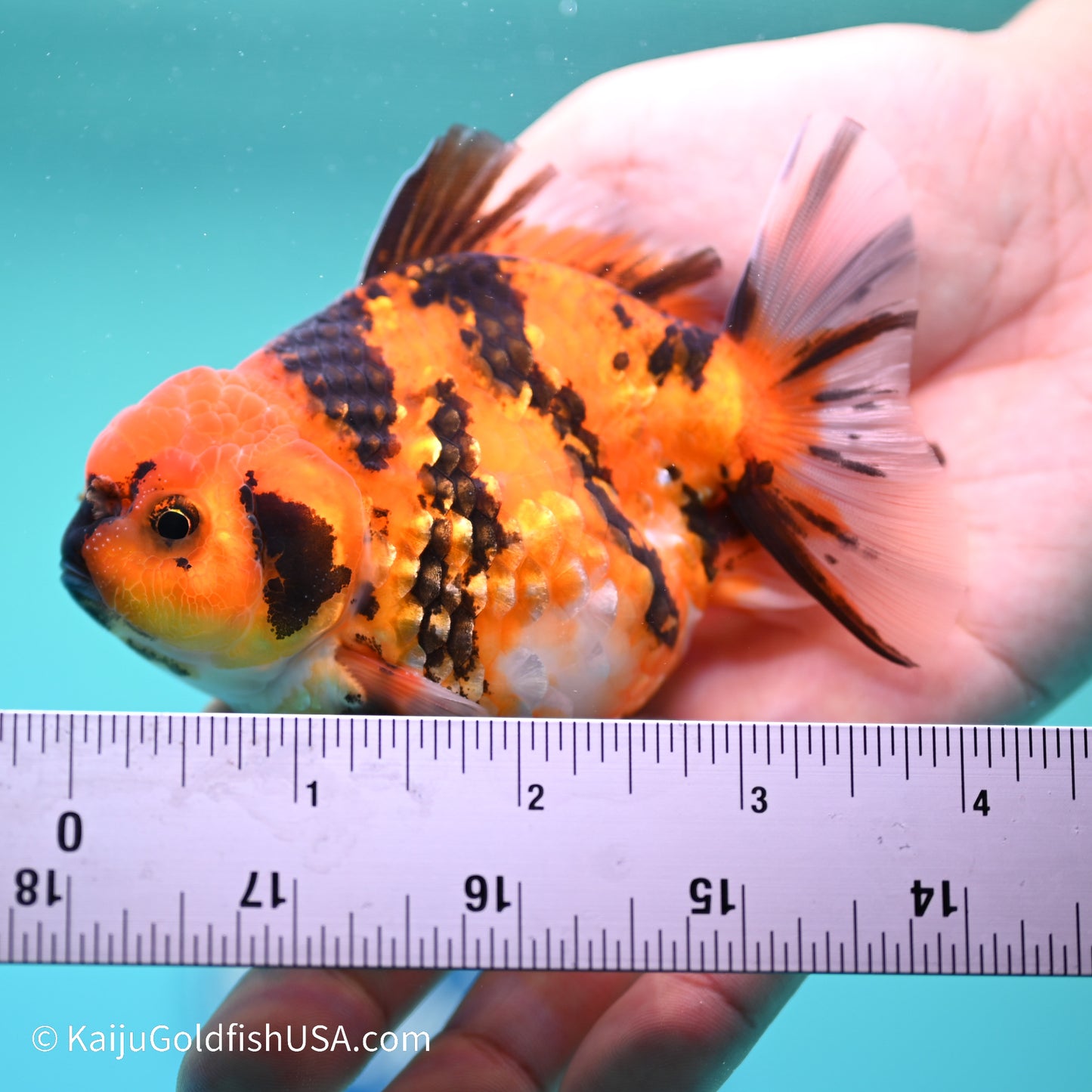 Yellow Tiger YuanBao Oranda 4 inches (240517_OR08) - Kaiju Goldfish USA