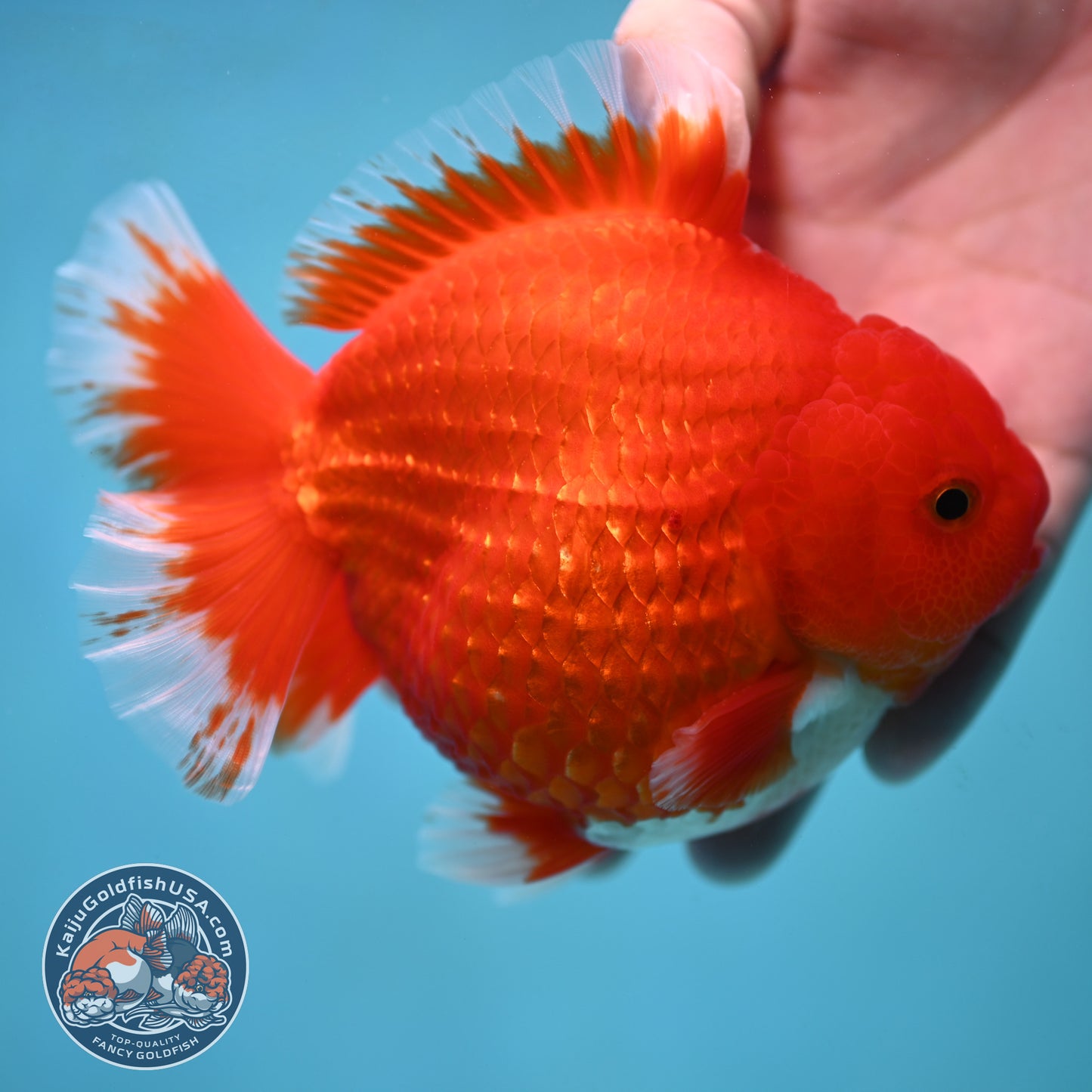 Red White Oranda inch 4.25 Body (250905_OR08)