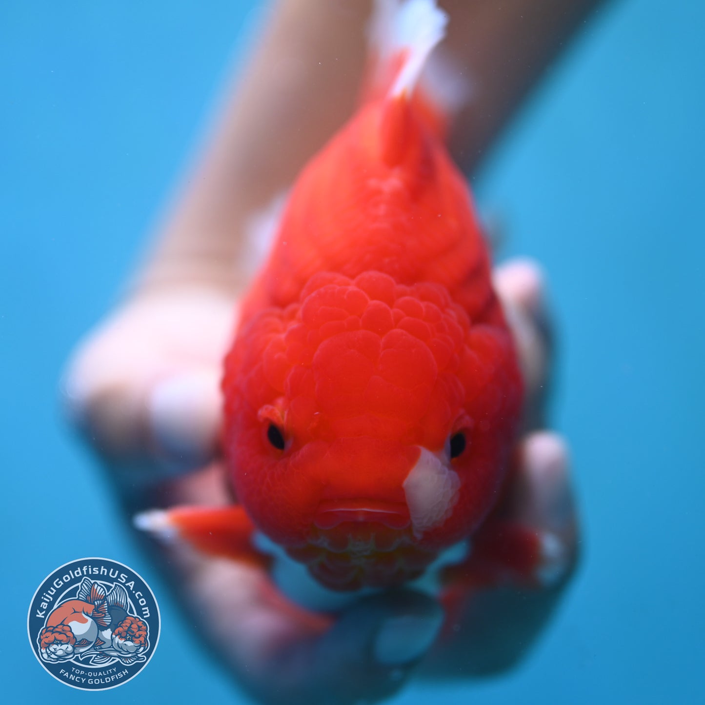 Red White Oranda inch 4.25 Body (250905_OR08)