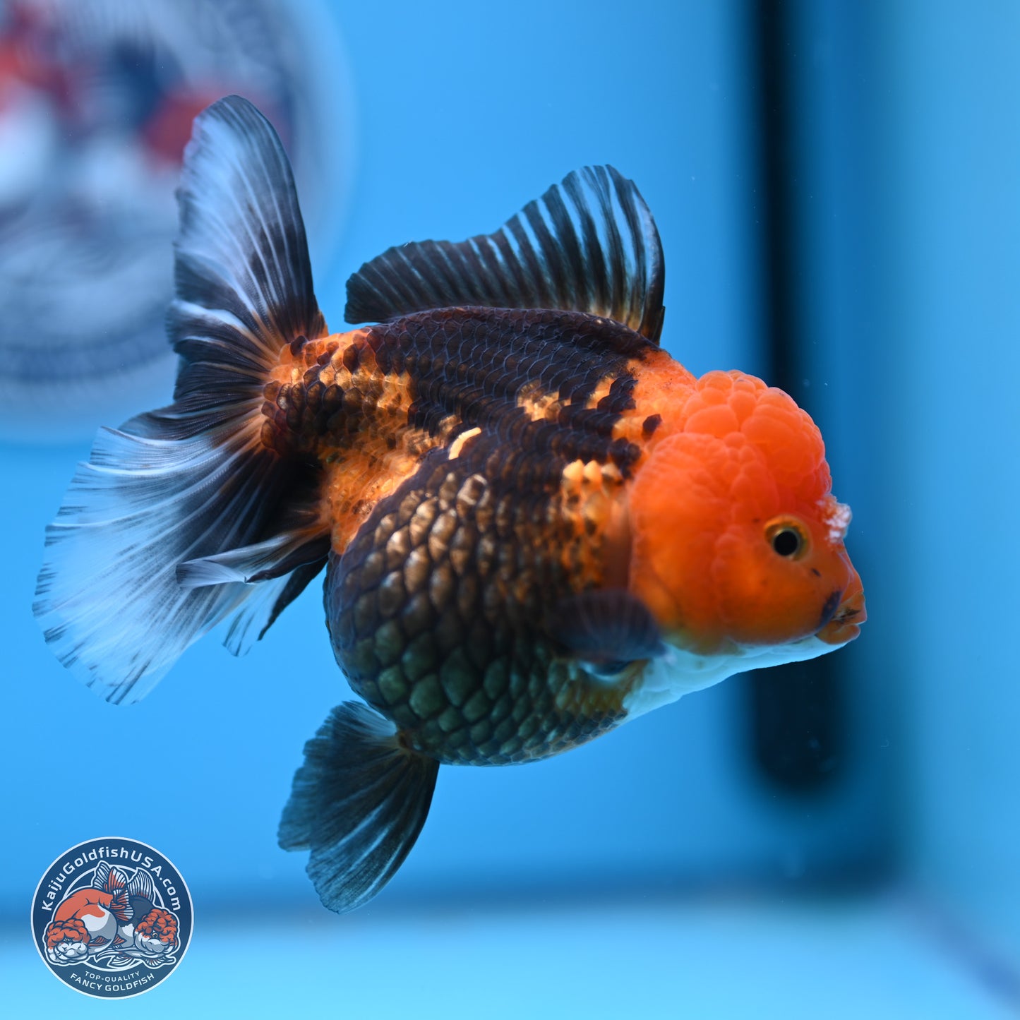 Apache Oranda 5 inches (241018_OR09) - Kaiju Goldfish USA