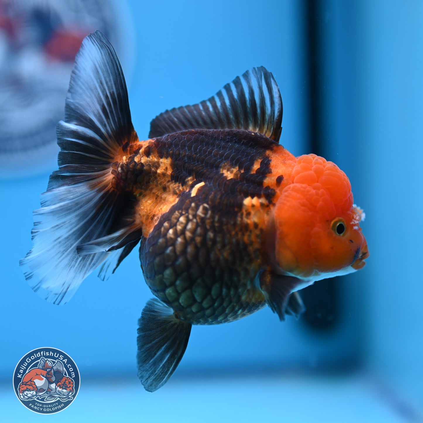 Apache Oranda 5 inches (241018_OR09) - Kaiju Goldfish USA