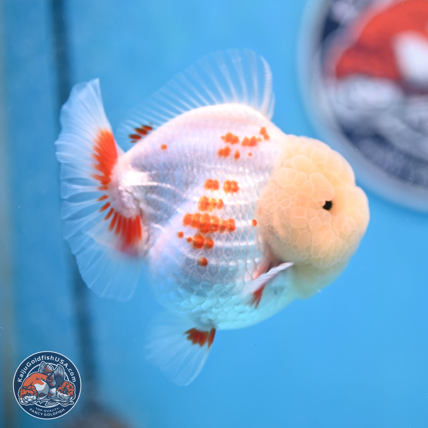 Jade Head Polkadot Red White YuanBao Oranda 3.5 inches Body - Female (250307_OR09)