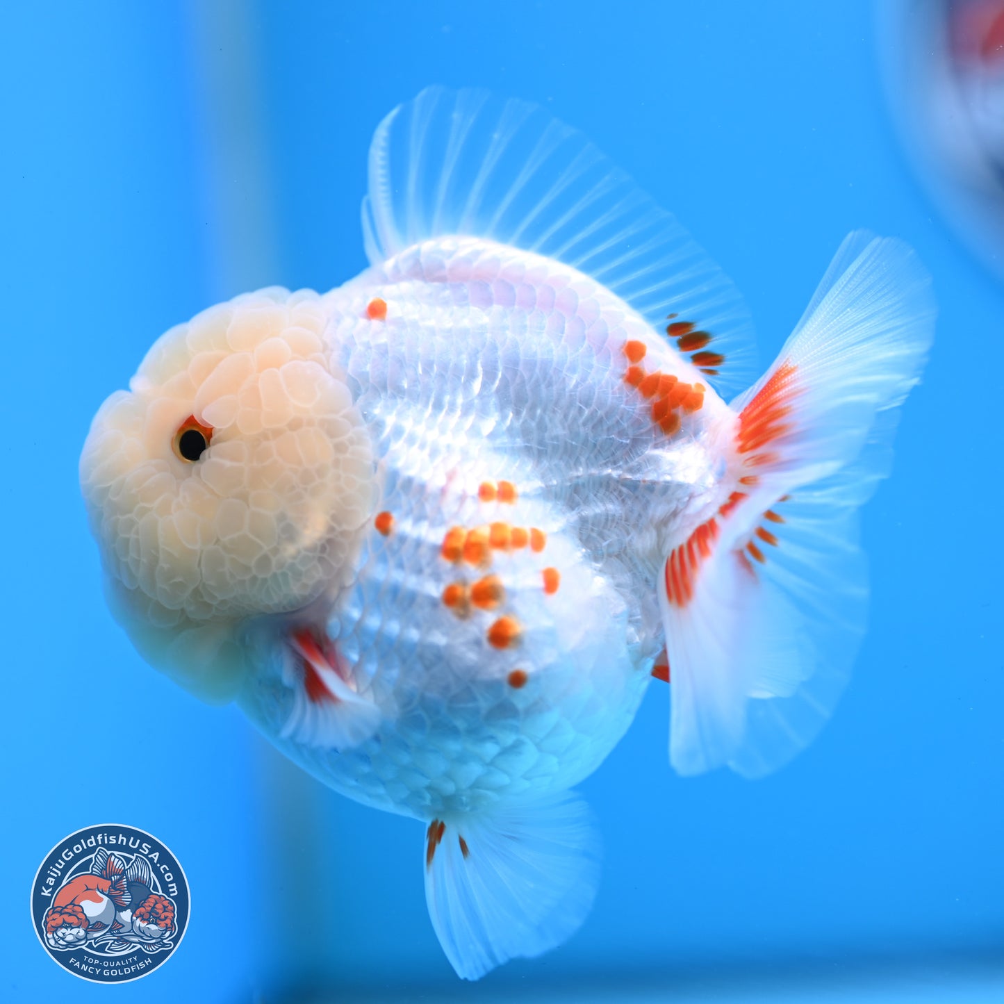Jade Head Polkadot Red White YuanBao Oranda 3.5 inches Body - Female (250307_OR09)
