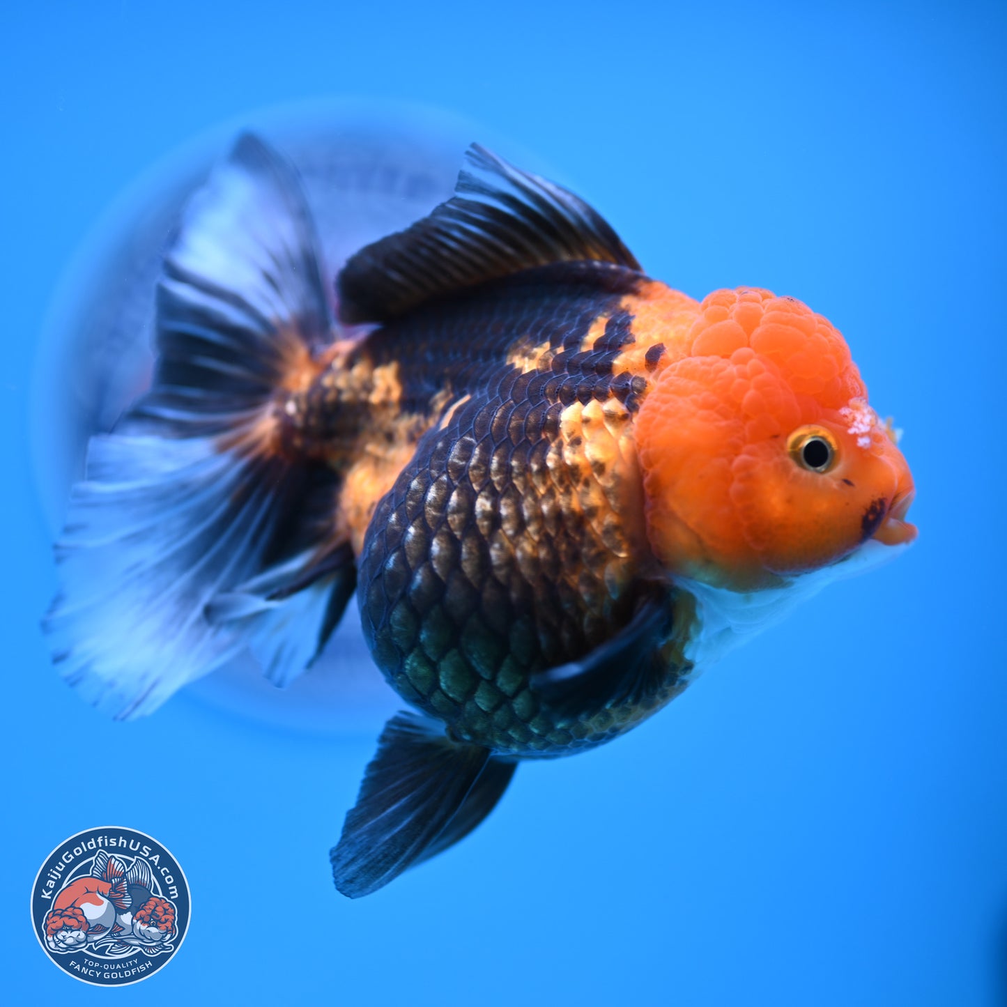 Apache Oranda 5 inches (241018_OR09) - Kaiju Goldfish USA