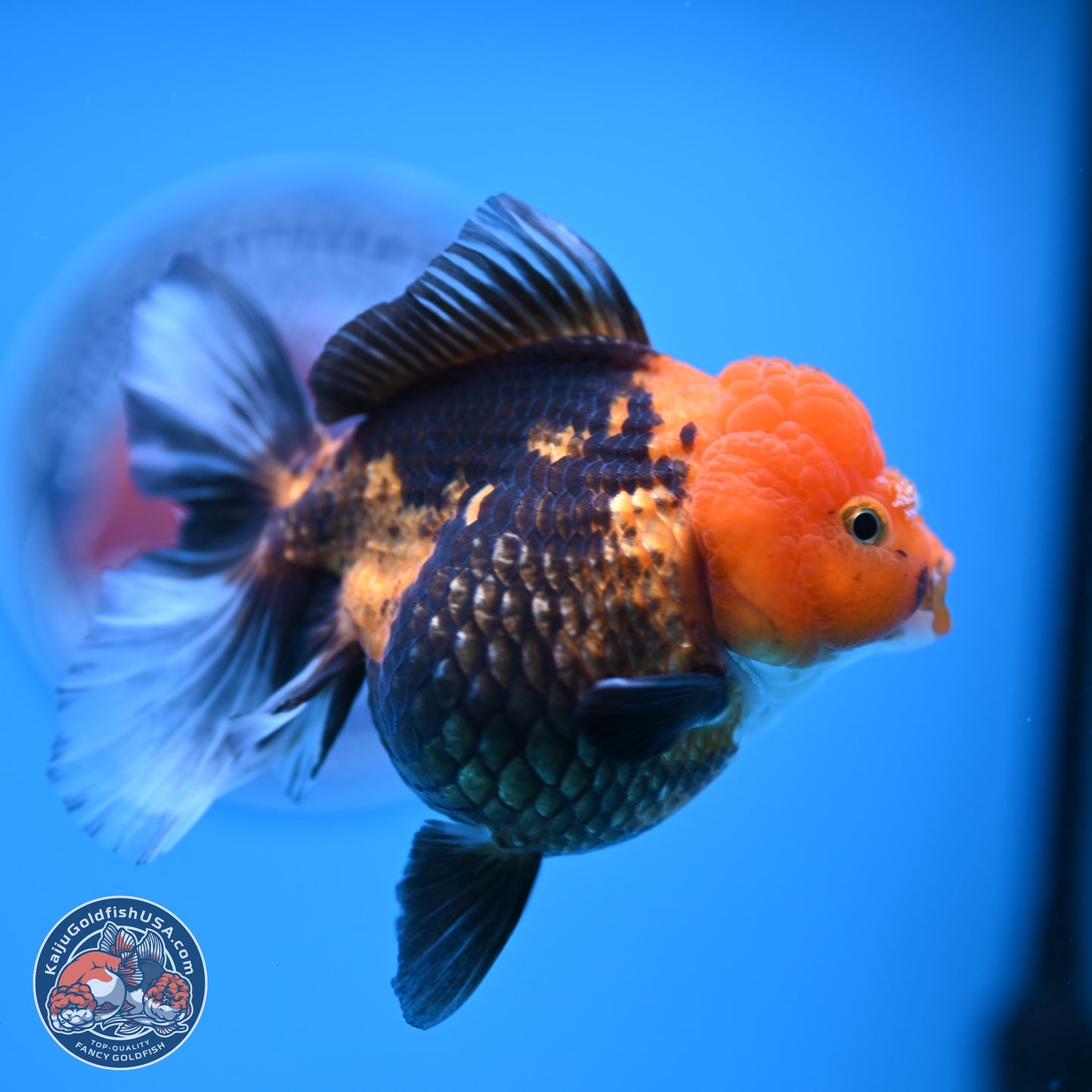 Apache Oranda 5 inches (241018_OR09) - Kaiju Goldfish USA