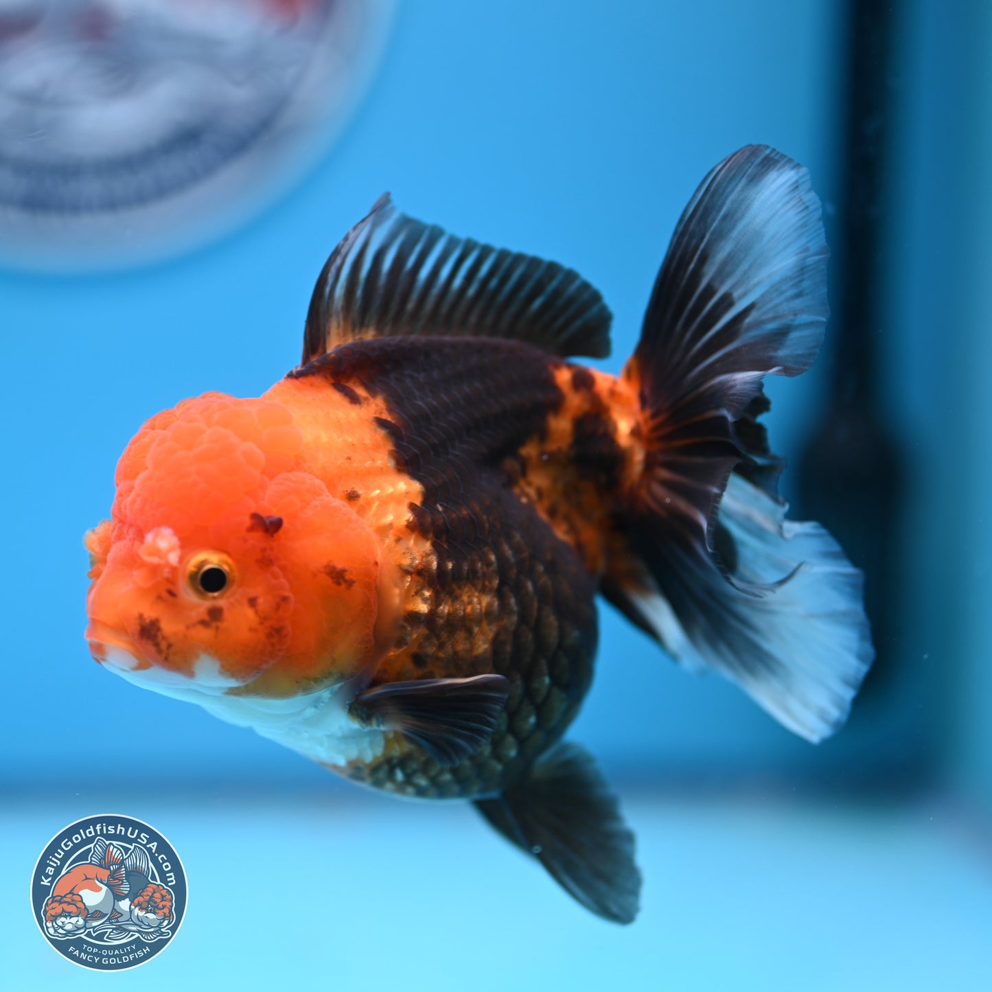 Apache Oranda 5 inches (241018_OR09) - Kaiju Goldfish USA