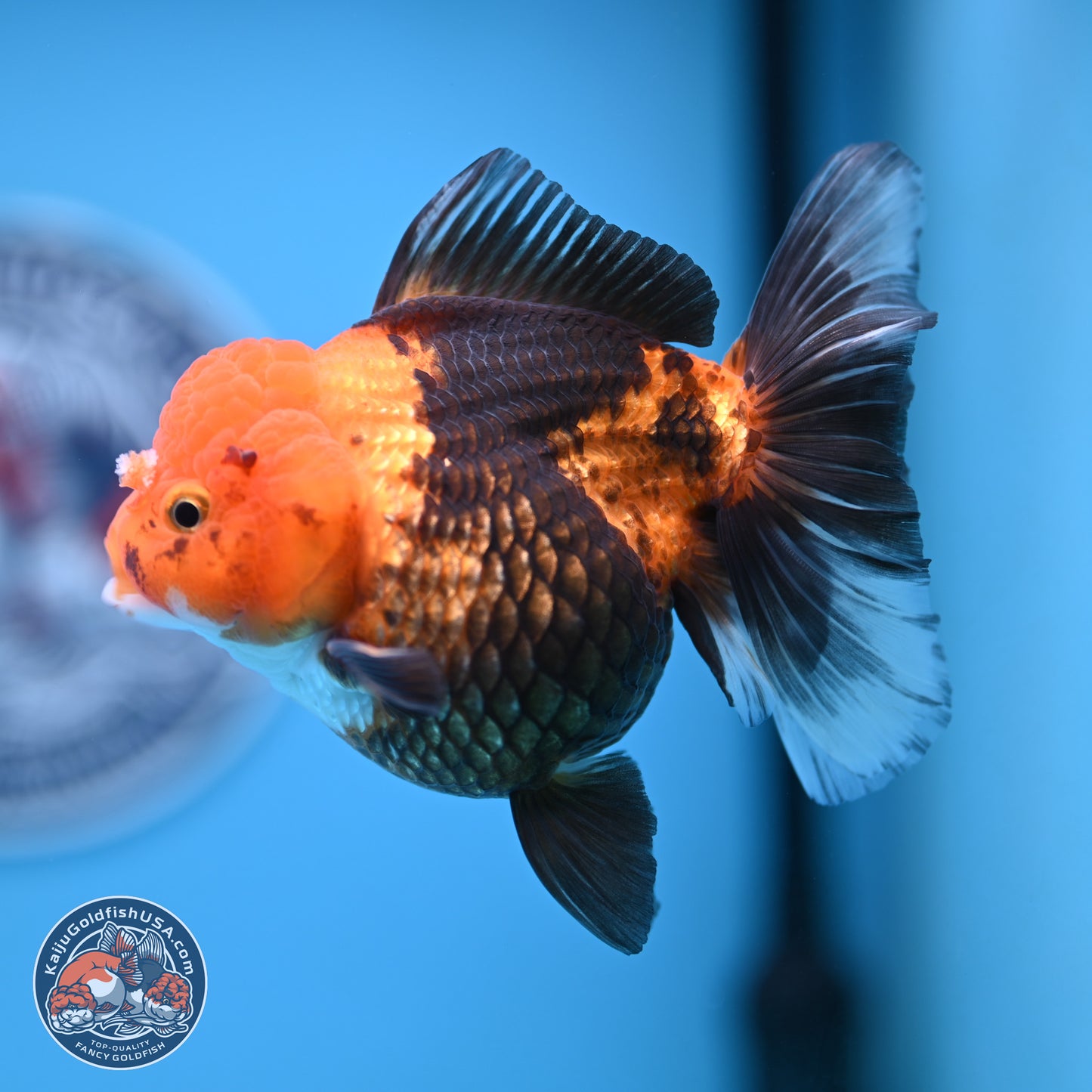 Apache Oranda 5 inches (241018_OR09) - Kaiju Goldfish USA