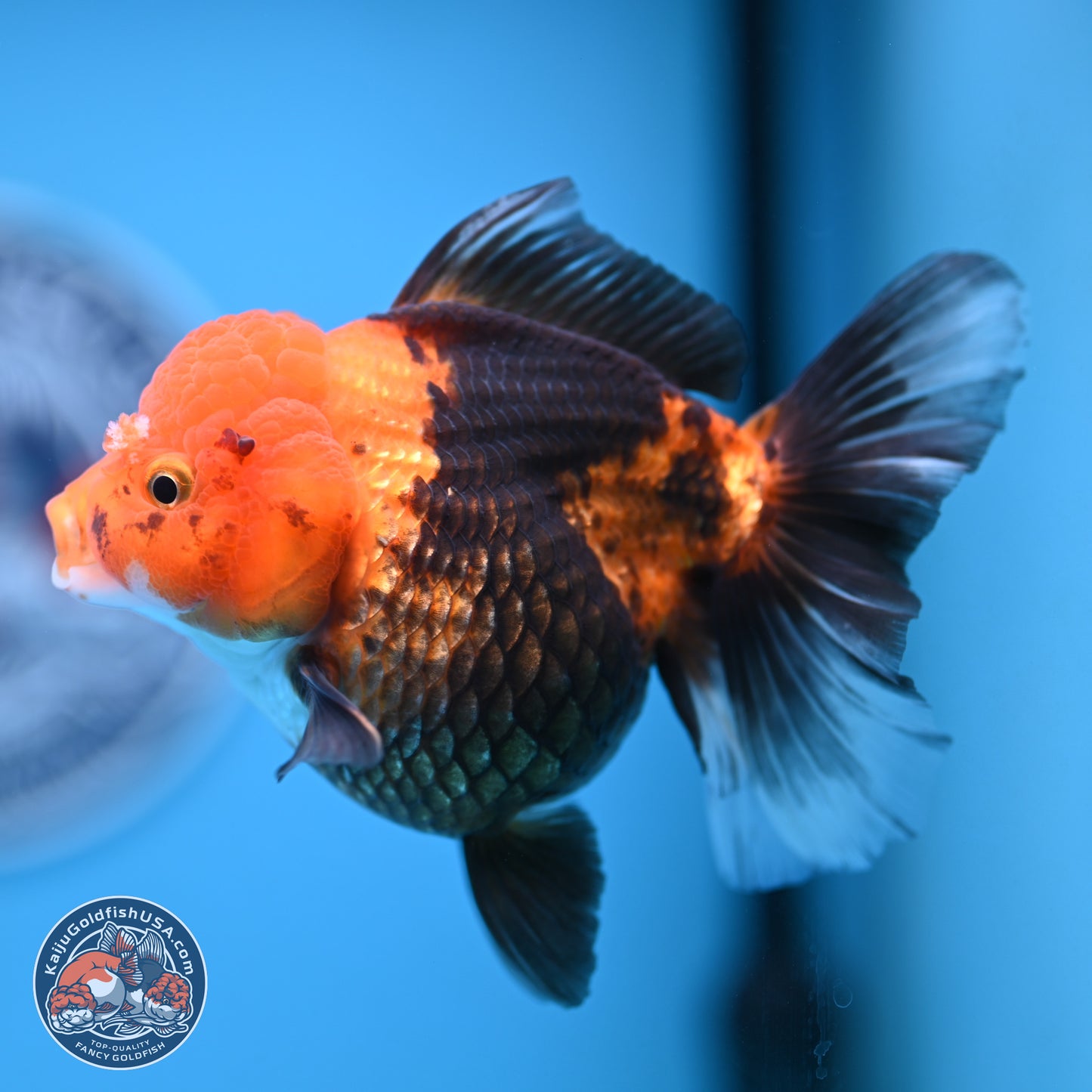 Apache Oranda 5 inches (241018_OR09) - Kaiju Goldfish USA