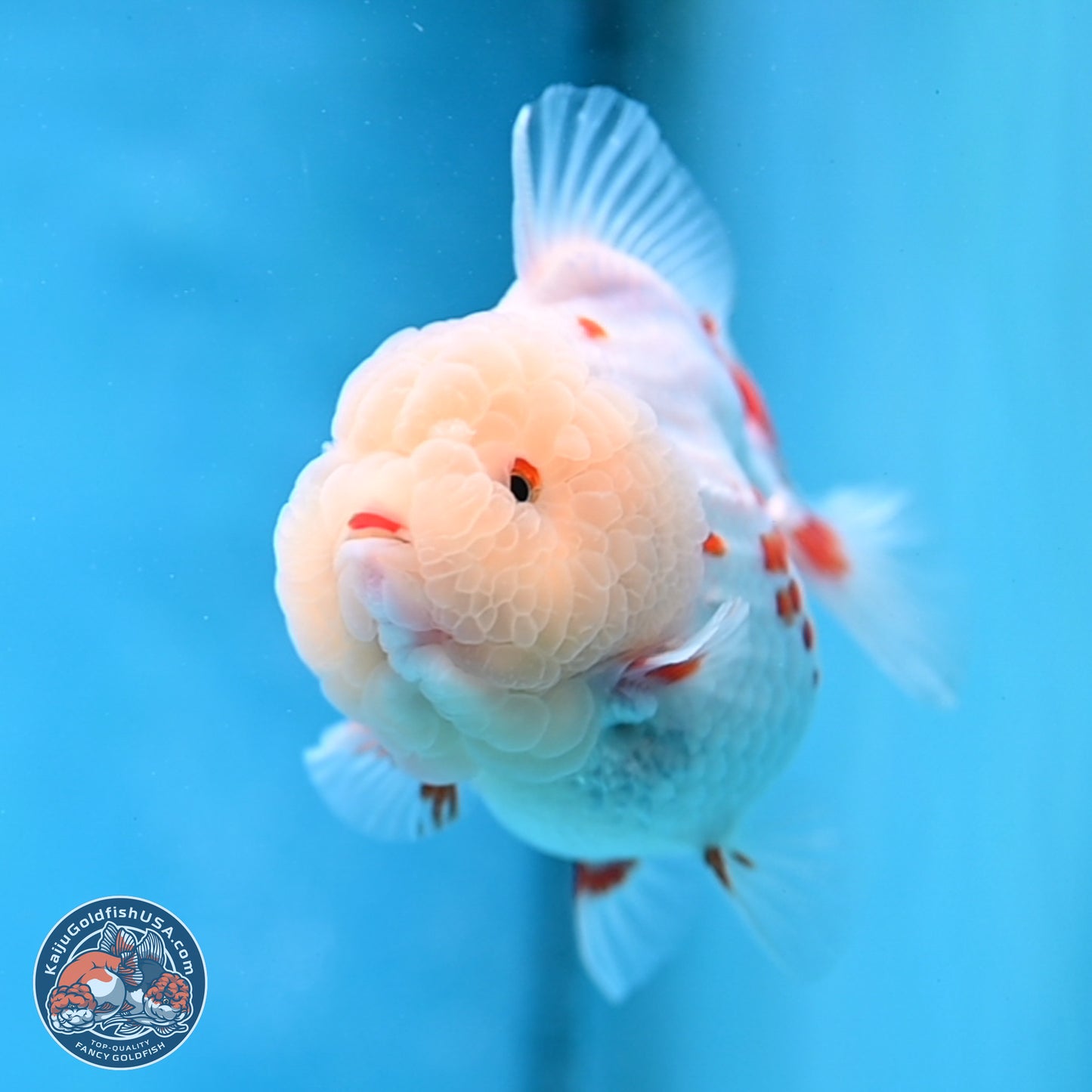 Jade Head Polkadot Red White YuanBao Oranda 3.5 inches Body - Female (250307_OR09)