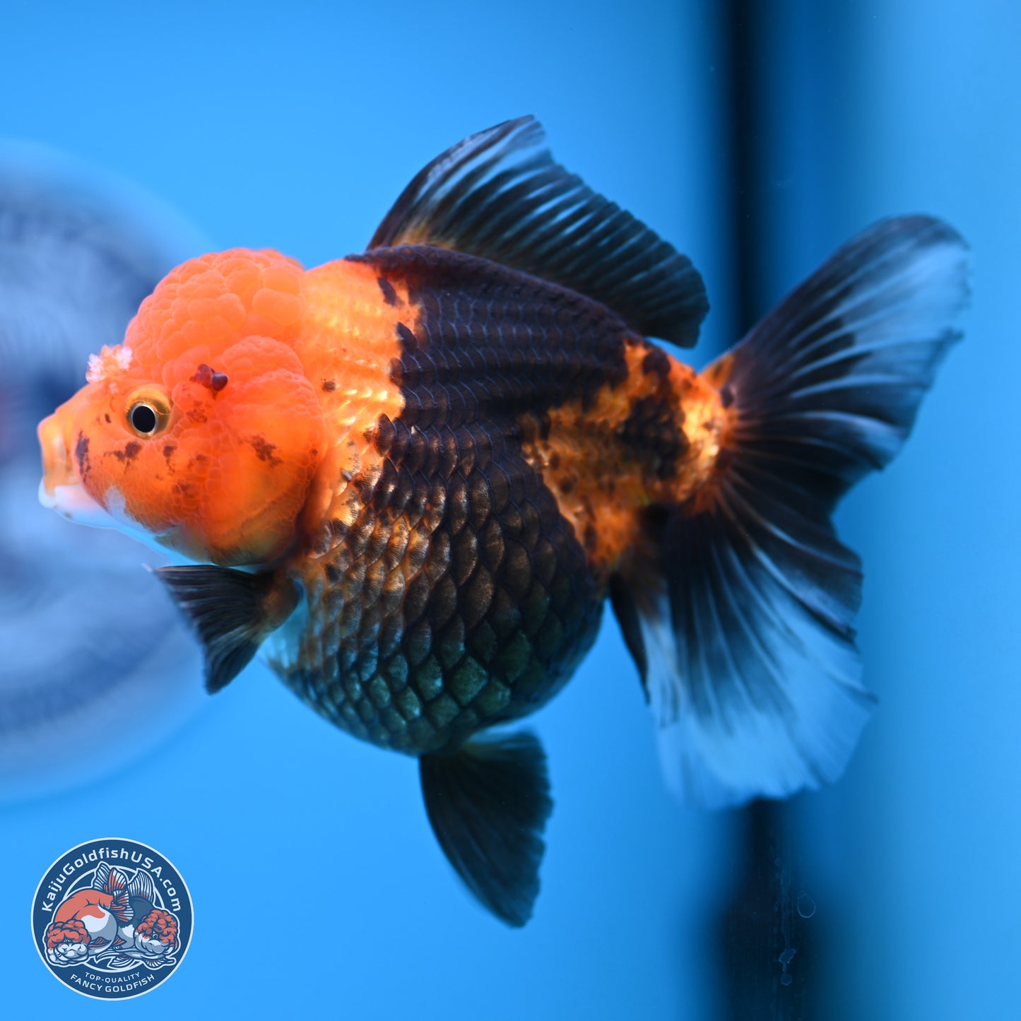Apache Oranda 5 inches (241018_OR09) - Kaiju Goldfish USA