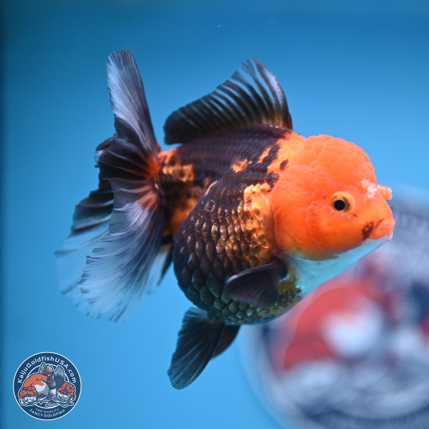 Apache Oranda 5 inches (241018_OR09) - Kaiju Goldfish USA