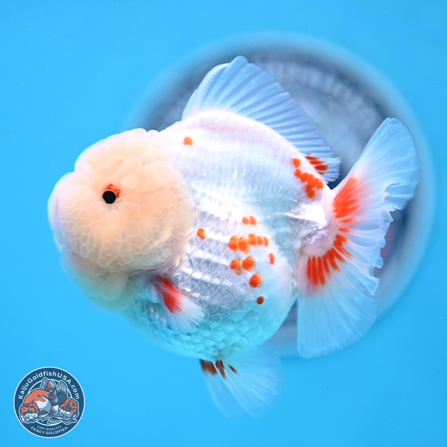 Jade Head Polkadot Red White YuanBao Oranda 3.5 inches Body - Female (250307_OR09)