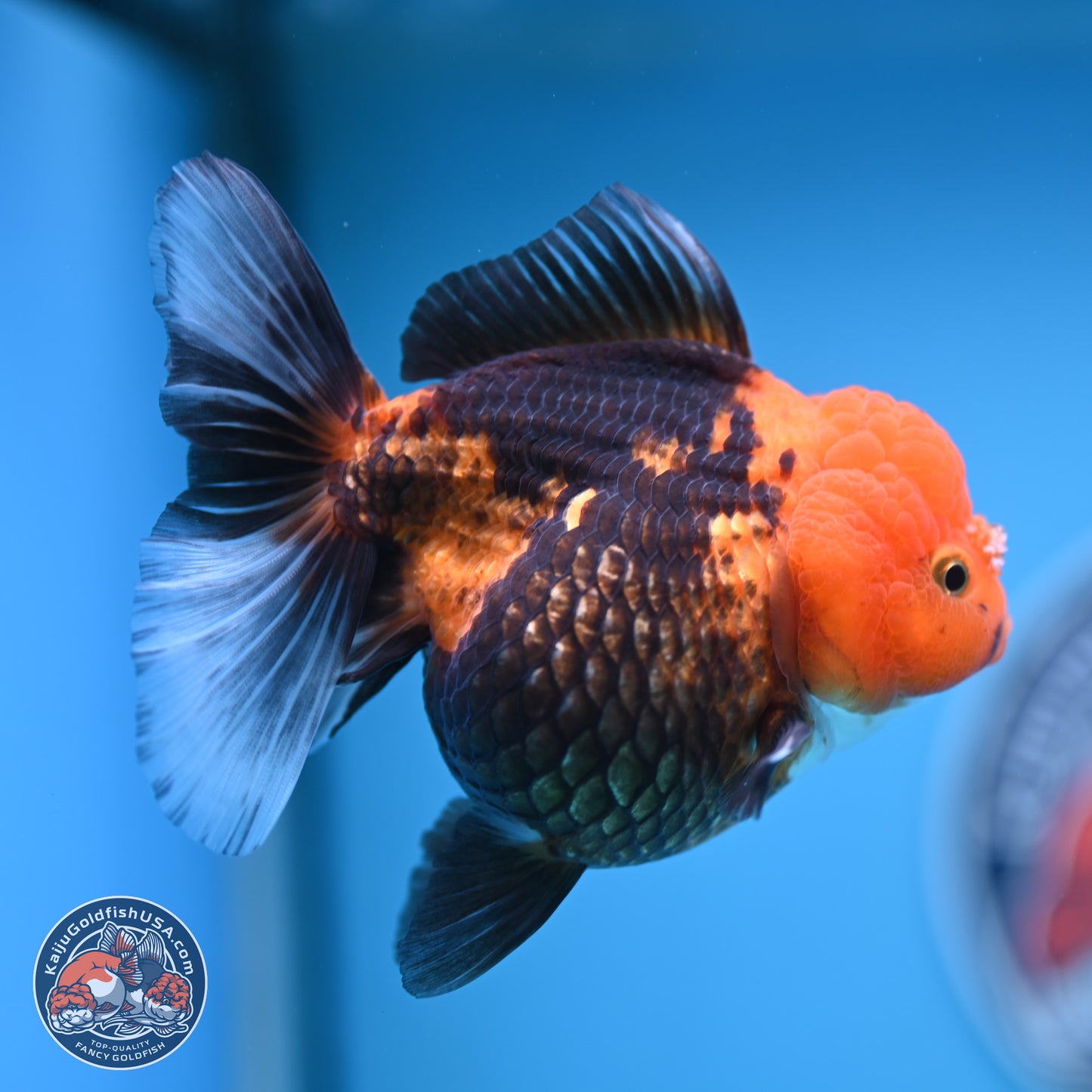 Apache Oranda 5 inches (241018_OR09) - Kaiju Goldfish USA