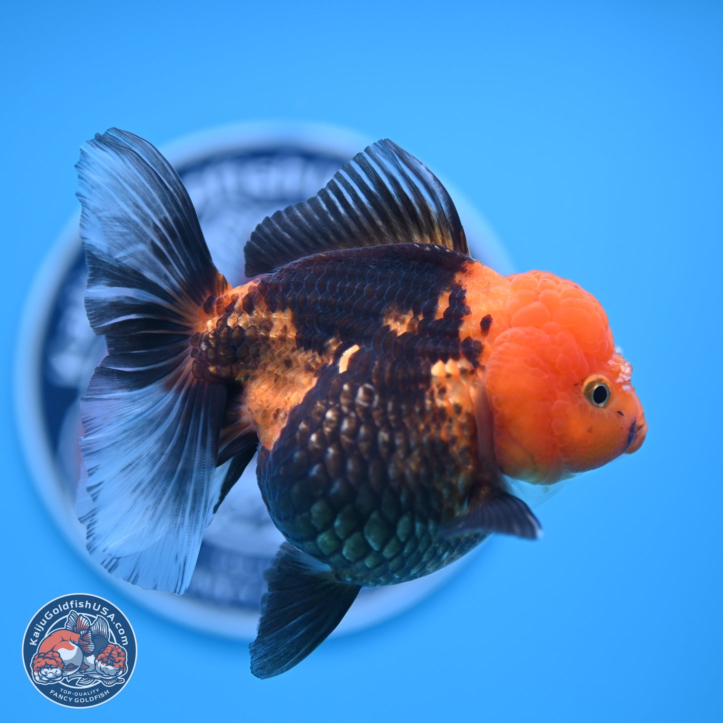Apache Oranda 5 inches (241018_OR09) - Kaiju Goldfish USA