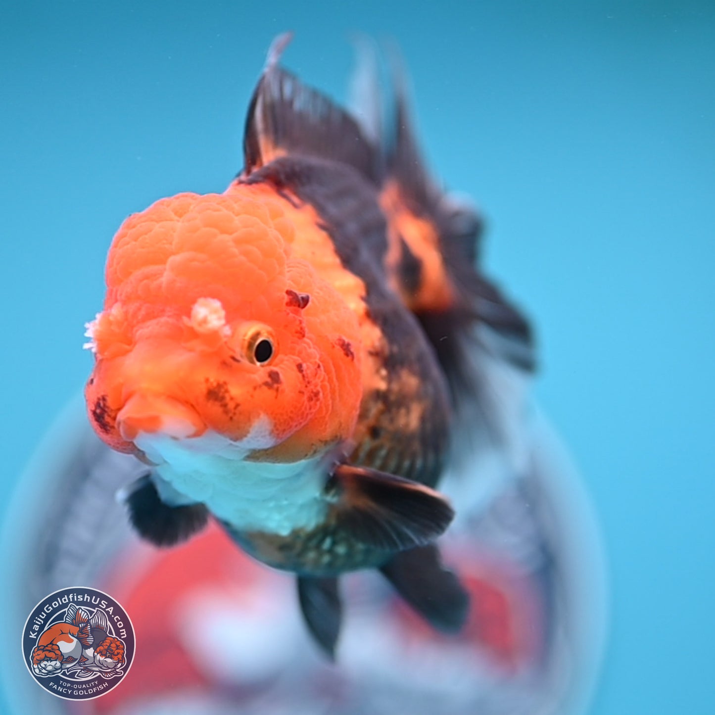 Apache Oranda 5 inches (241018_OR09) - Kaiju Goldfish USA