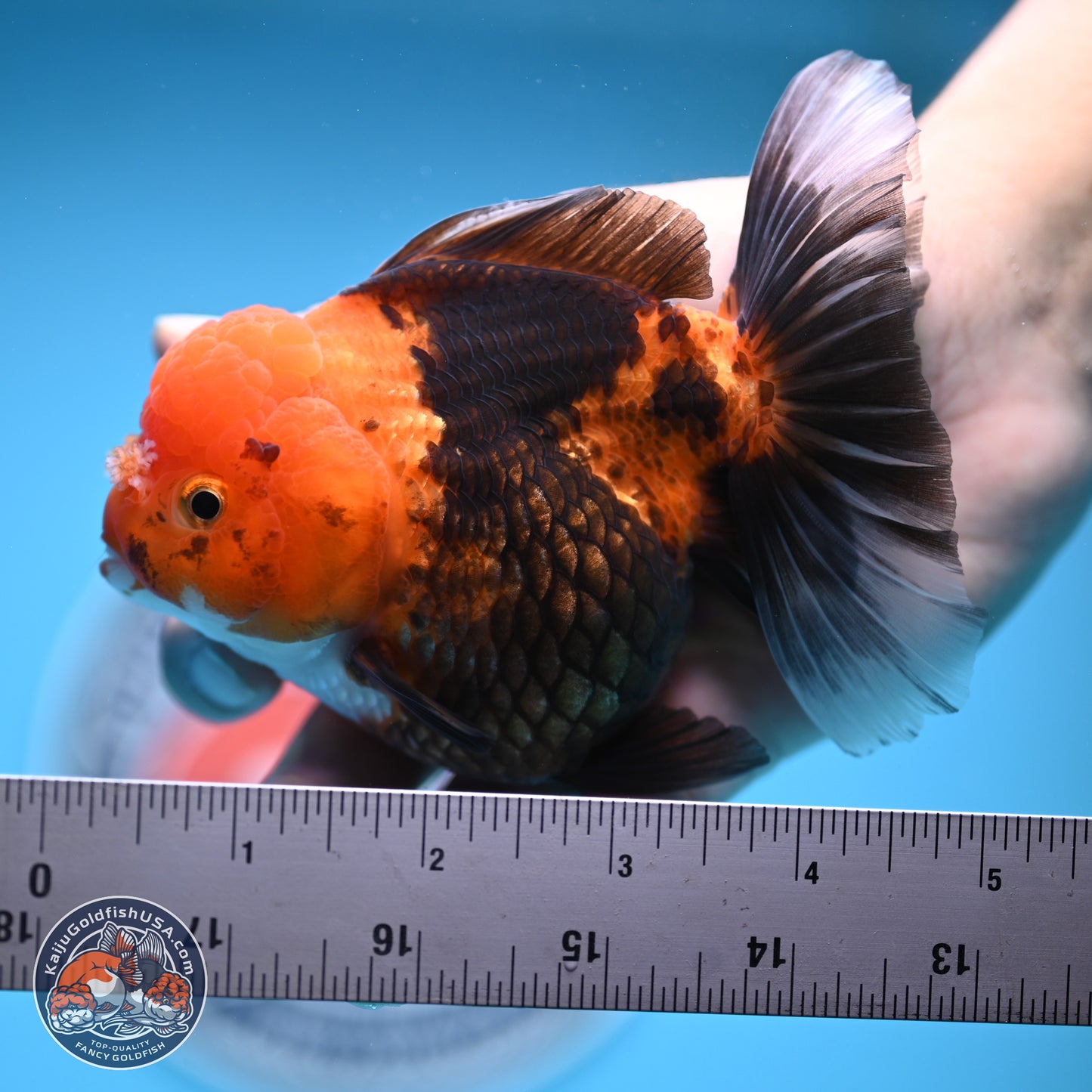 Apache Oranda 5 inches (241018_OR09) - Kaiju Goldfish USA