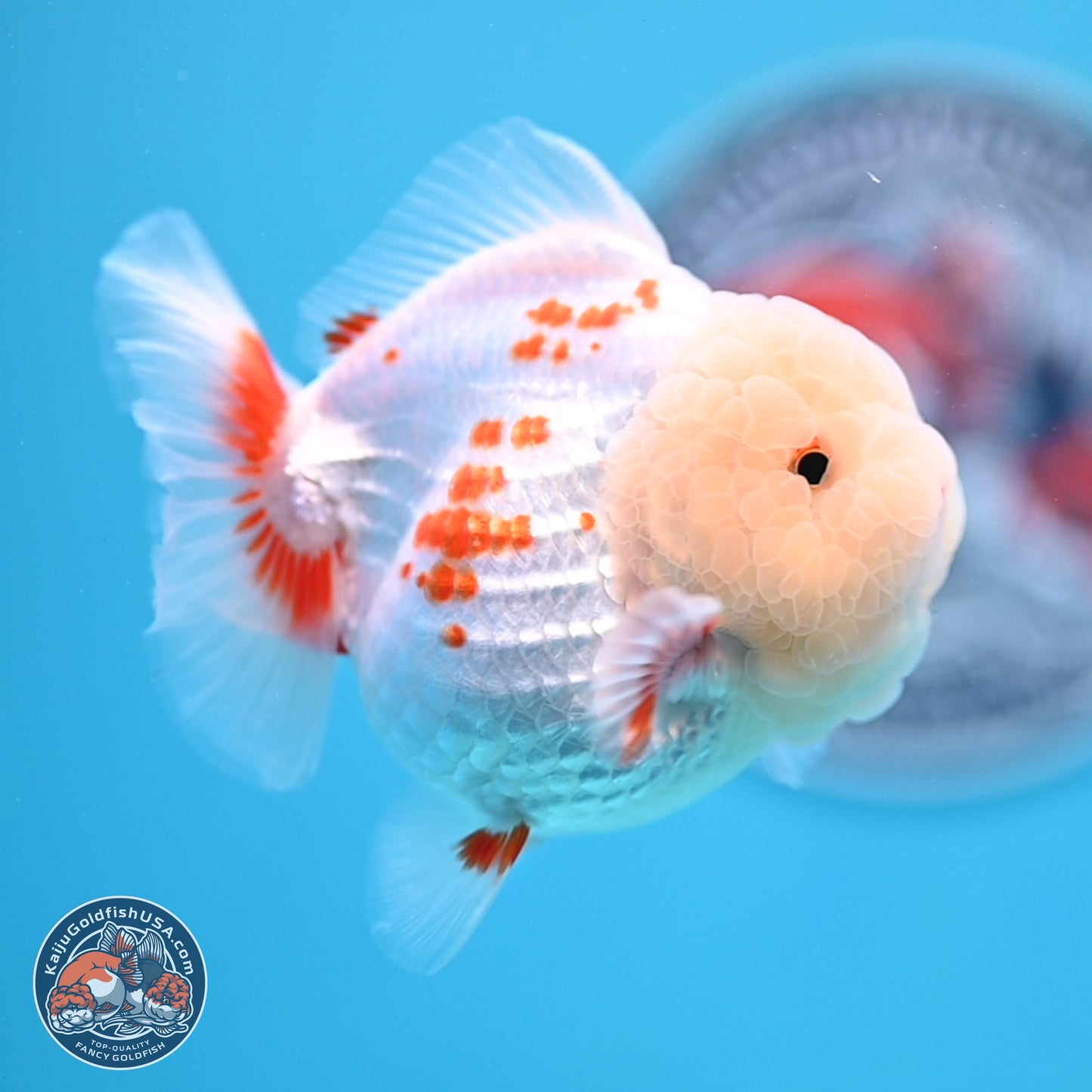 Jade Head Polkadot Red White YuanBao Oranda 3.5 inches Body - Female (250307_OR09)