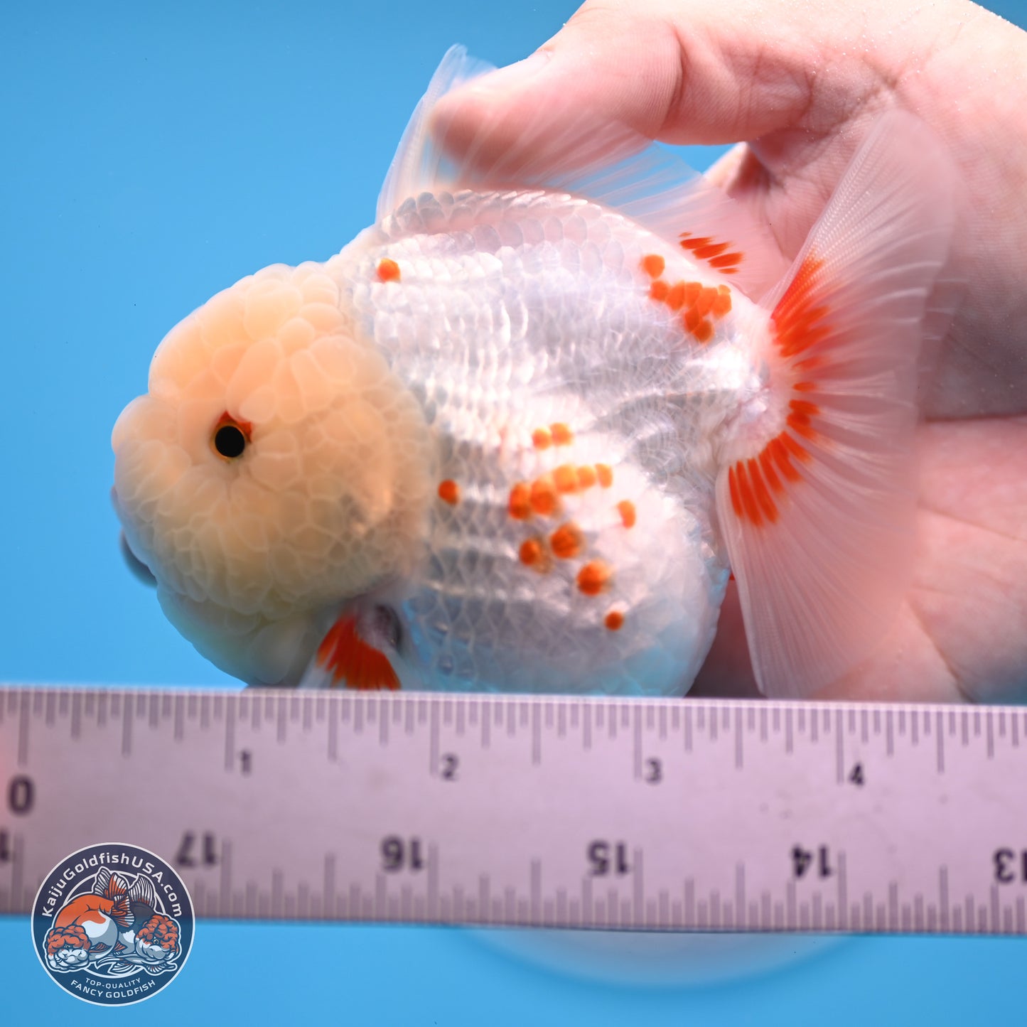 Jade Head Polkadot Red White YuanBao Oranda 3.5 inches Body - Female (250307_OR09)