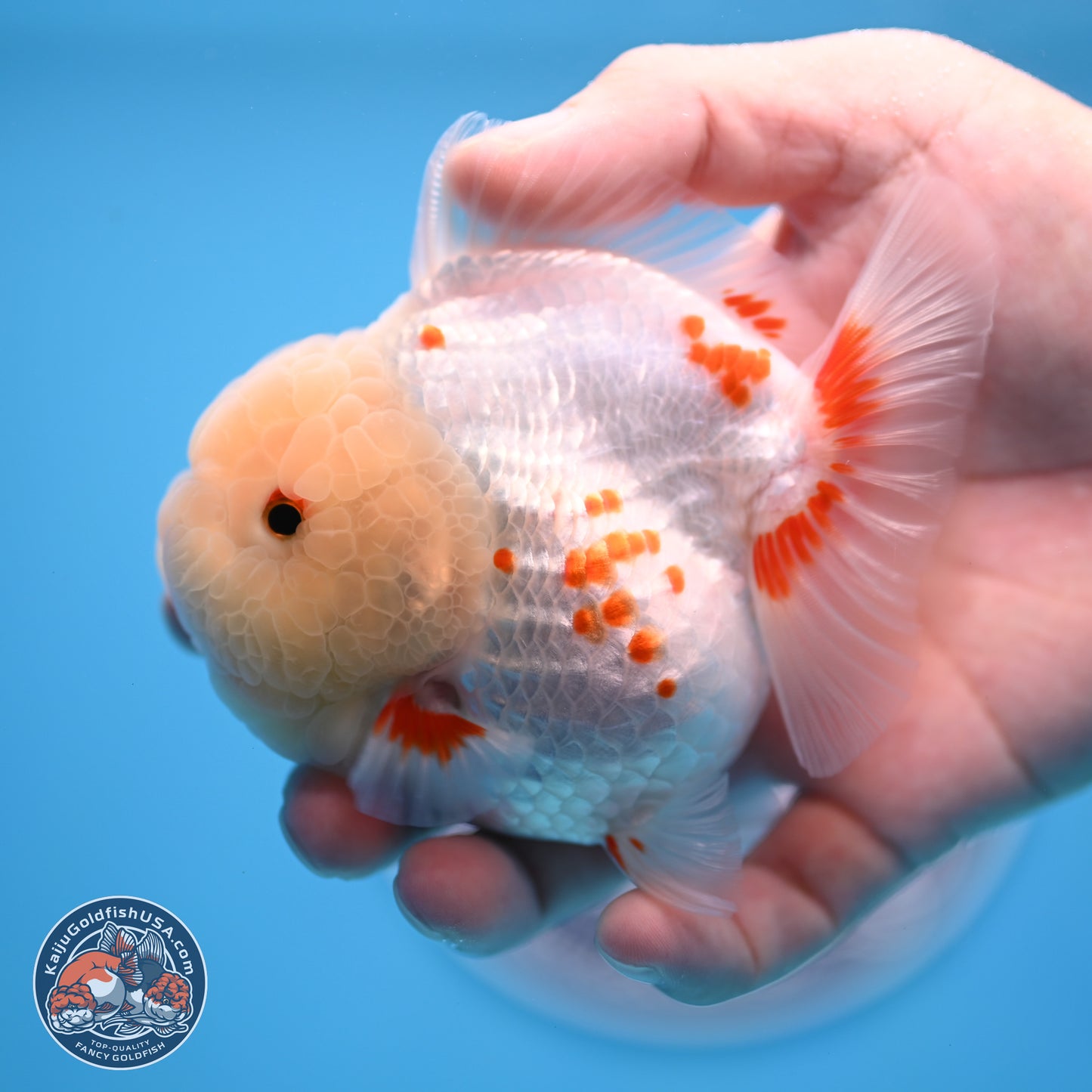 Jade Head Polkadot Red White YuanBao Oranda 3.5 inches Body - Female (250307_OR09)