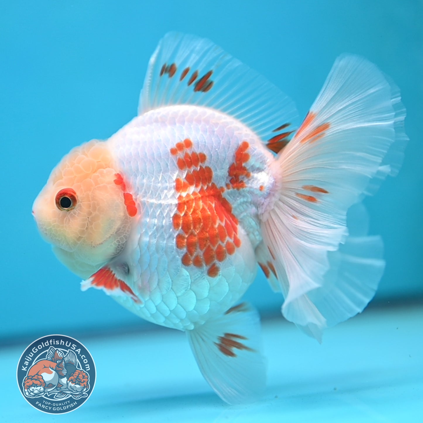 Red White Orchid Tail Oranda 3.5 inch Body (250613_OR09)