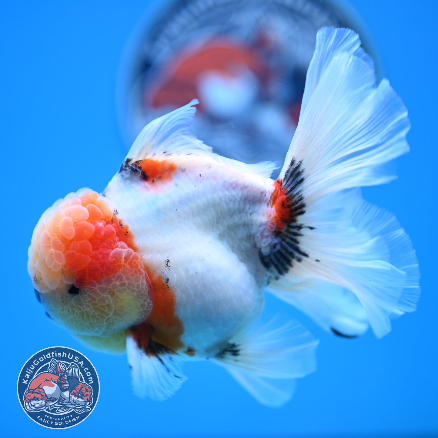 Tricolor Sakura Rose Tail Oranda 4 inches Body (250516_OR09)