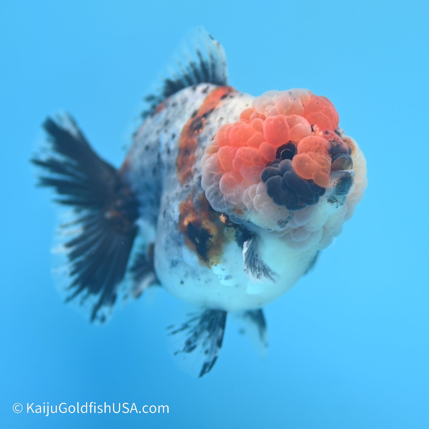 Blue Base Calico YuanBao Oranda 4 inches (240517_OR09) - Kaiju Goldfish USA